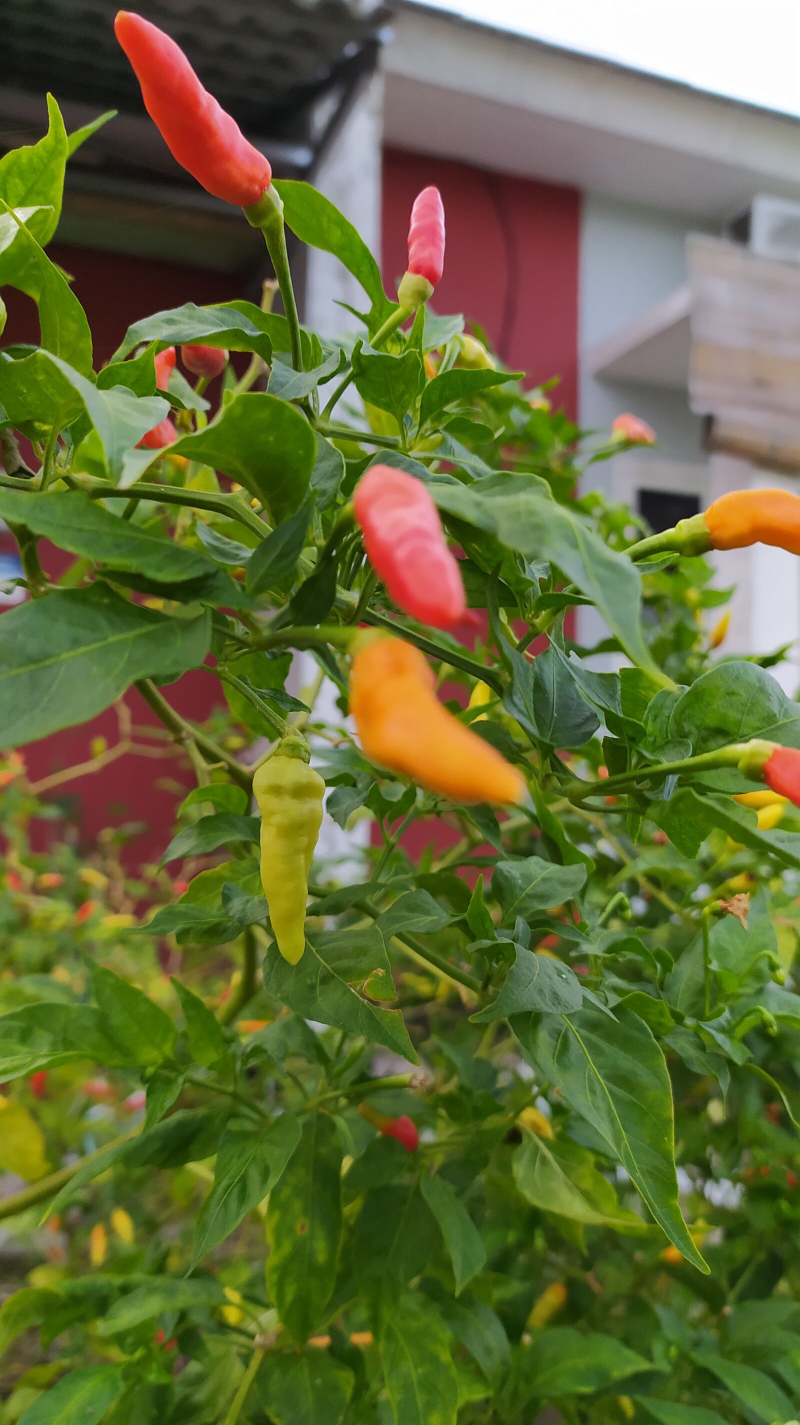 Xiaomi Redmi Note 8 sample photo. Chili, plant, background photography