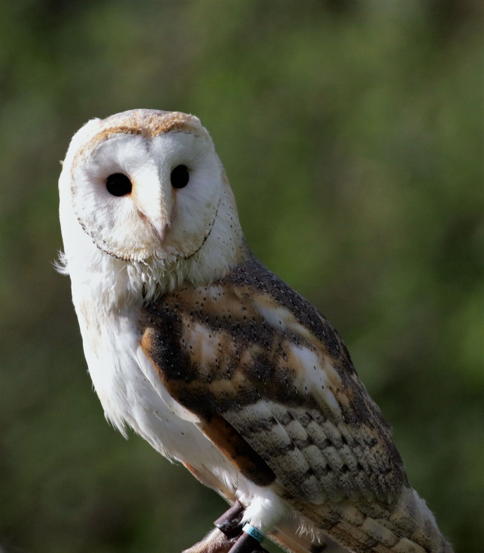 Canon EOS 7D Mark II sample photo. Barn owl, owl, barn photography