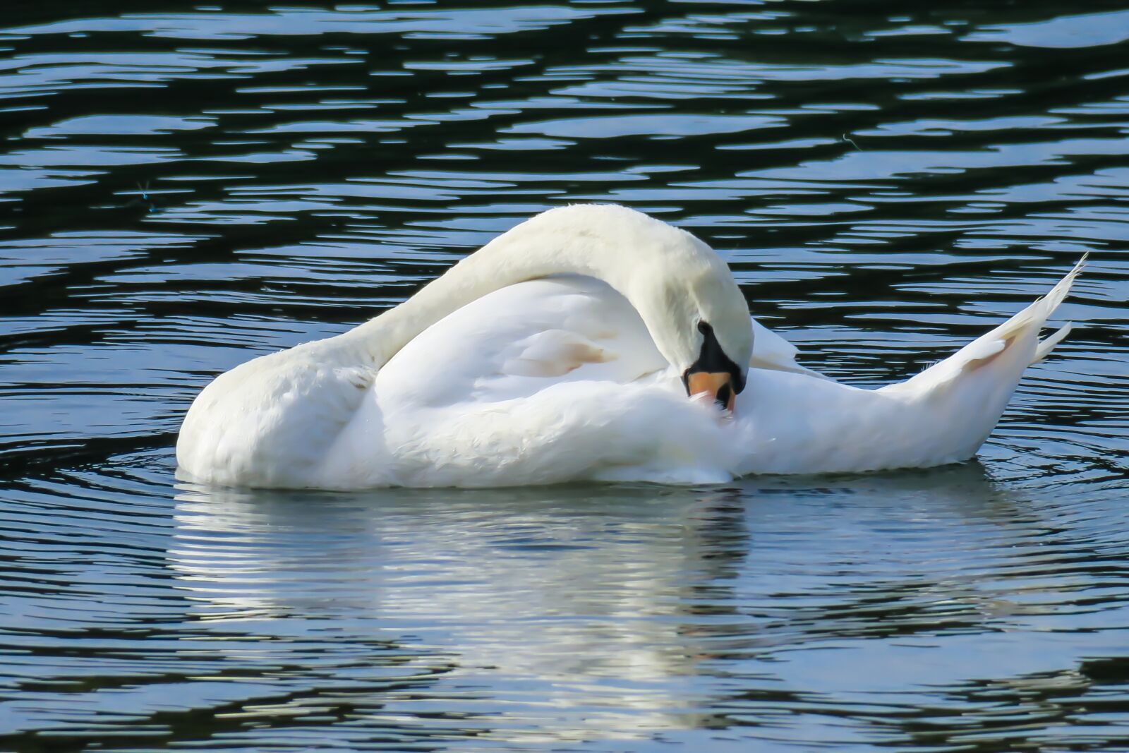 Canon PowerShot G3 X sample photo. Swan, clean, swim photography