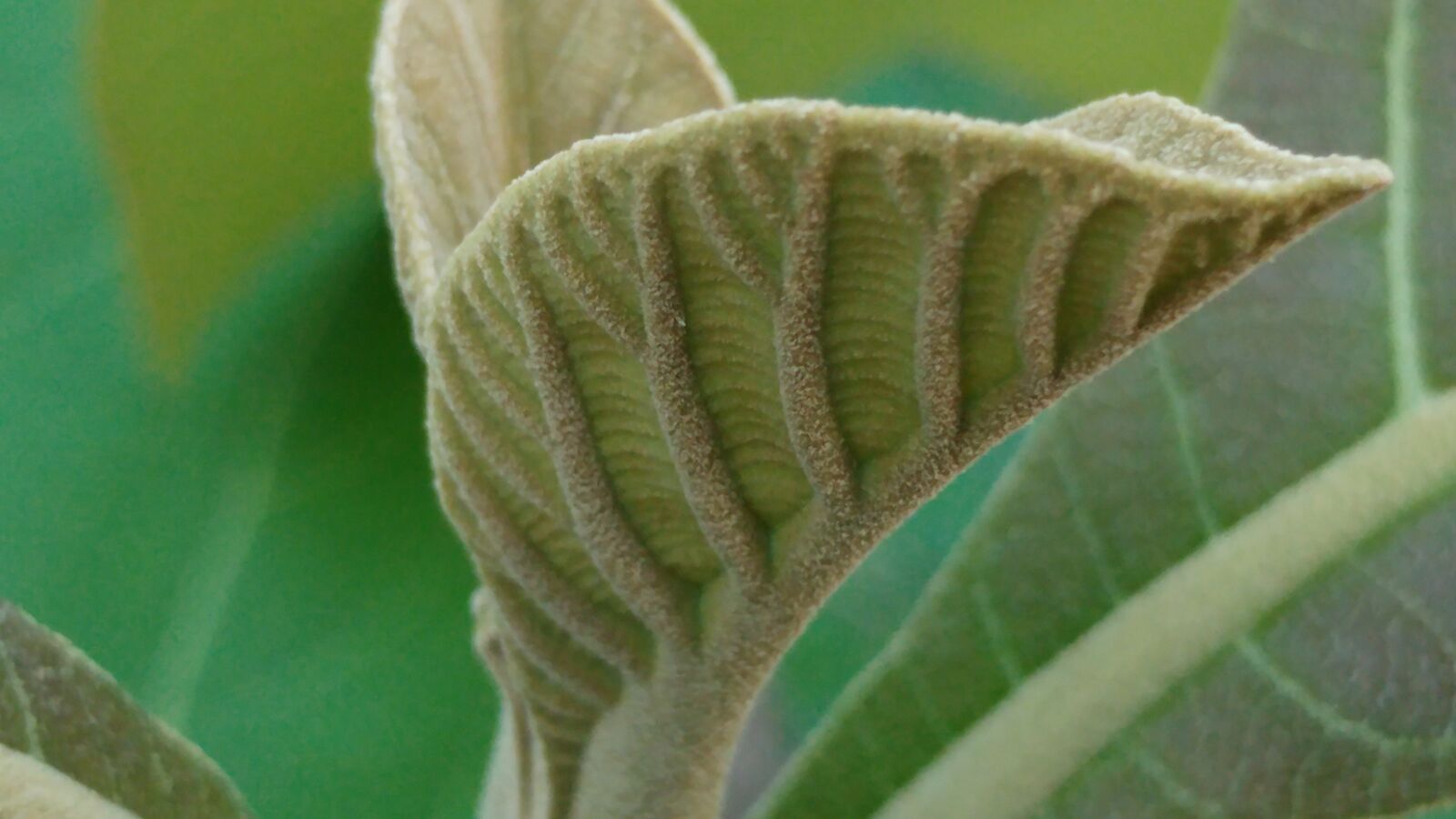 LG G5 sample photo. Teak leaves, shoots, leaf photography