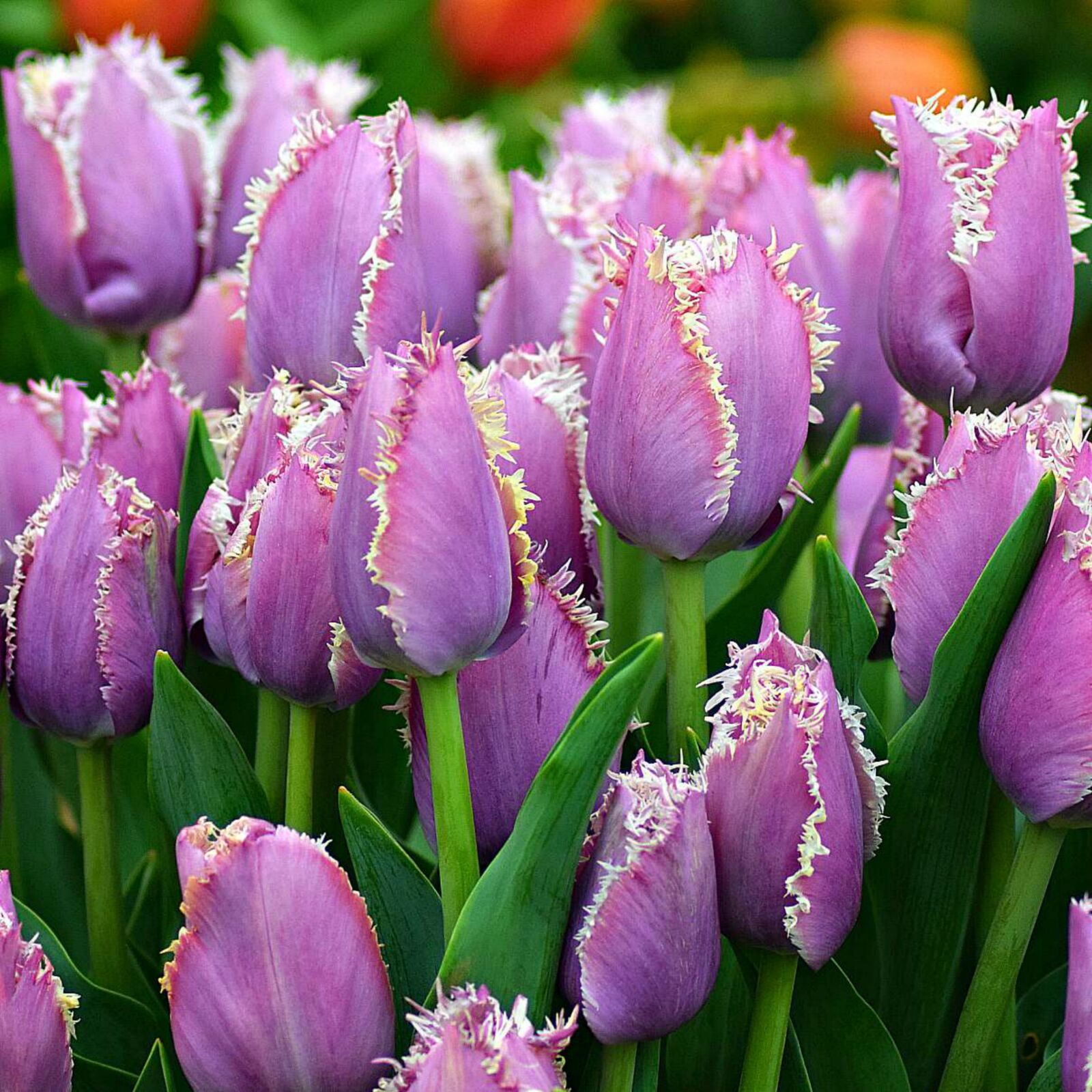 Nikon D5300 sample photo. Tulip, flowers, nature photography