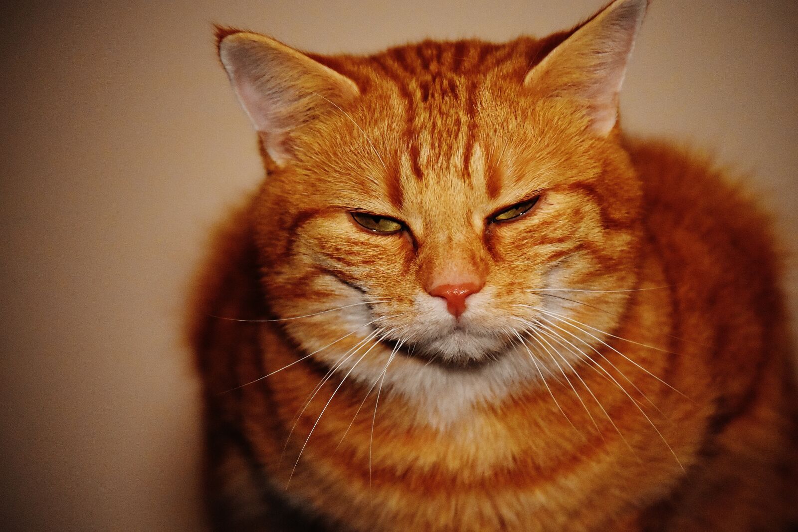 Nikon D7200 sample photo. Cat, red, funny photography