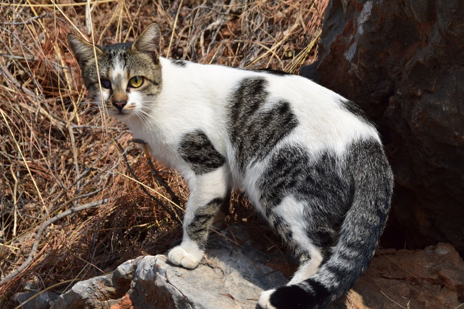 Nikon D5300 sample photo. Cat, blind, white photography