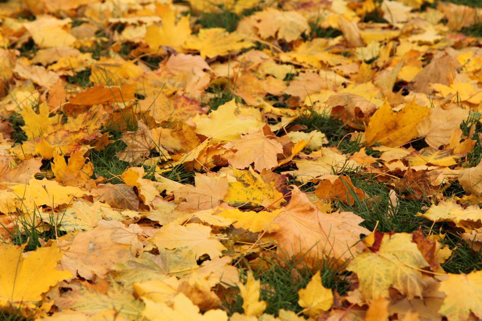 Canon EOS 60D + Canon EF 24-105mm F4L IS USM sample photo. Leaves, autumn, in the photography