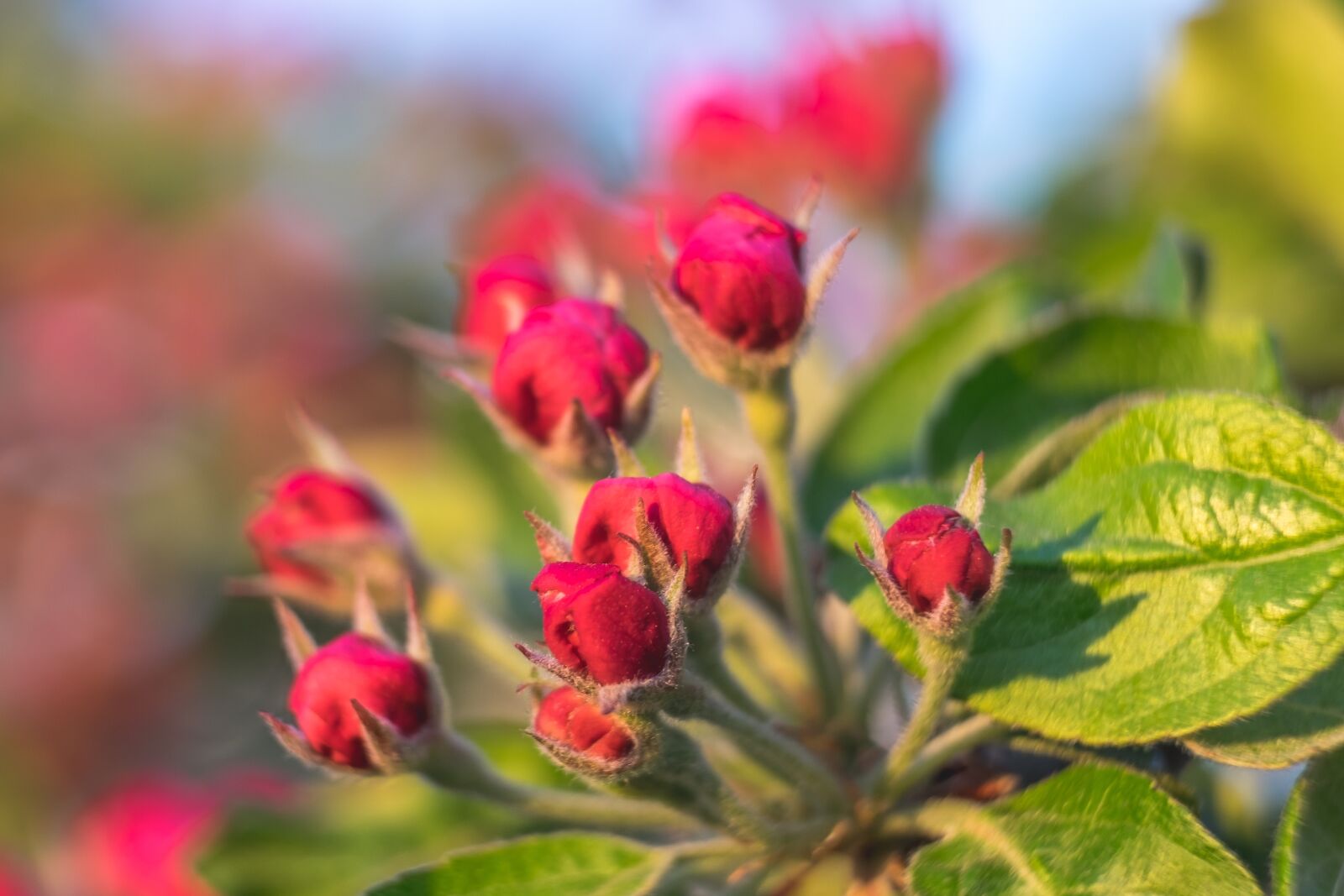 Fujifilm XF 55-200mm F3.5-4.8 R LM OIS sample photo. Bud, flower, apple photography