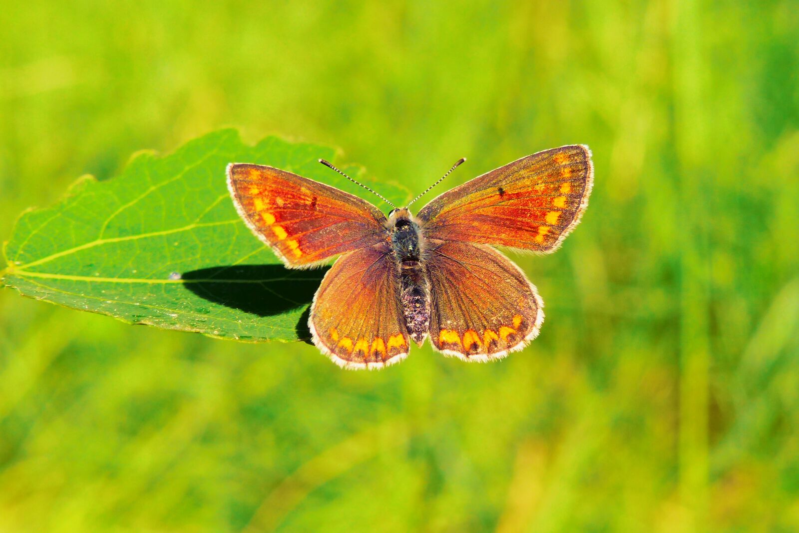 Panasonic Lumix DMC-FZ200 sample photo. Animals, invertebrates, insect photography