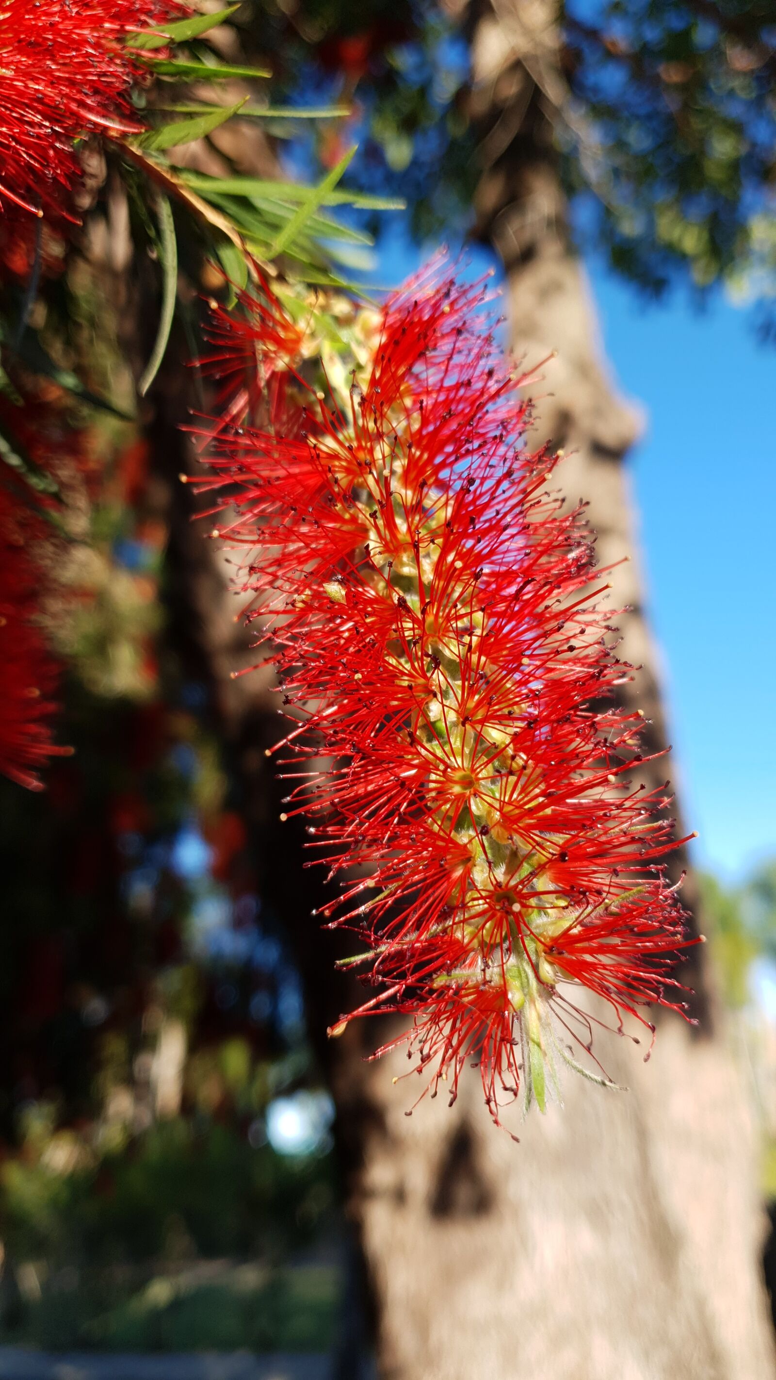 Samsung SM-G973F sample photo. Bottlebrush, red flower, flower photography