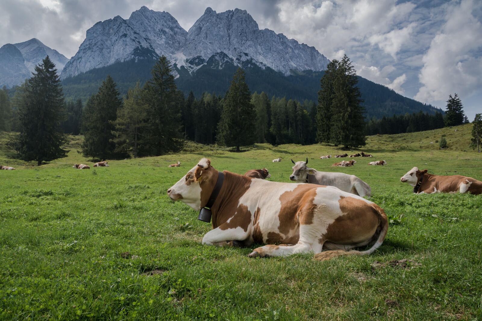 Sony ILCA-77M2 + DT 18-300mm F3.5-6.3 sample photo. Alps, cows, meadow photography
