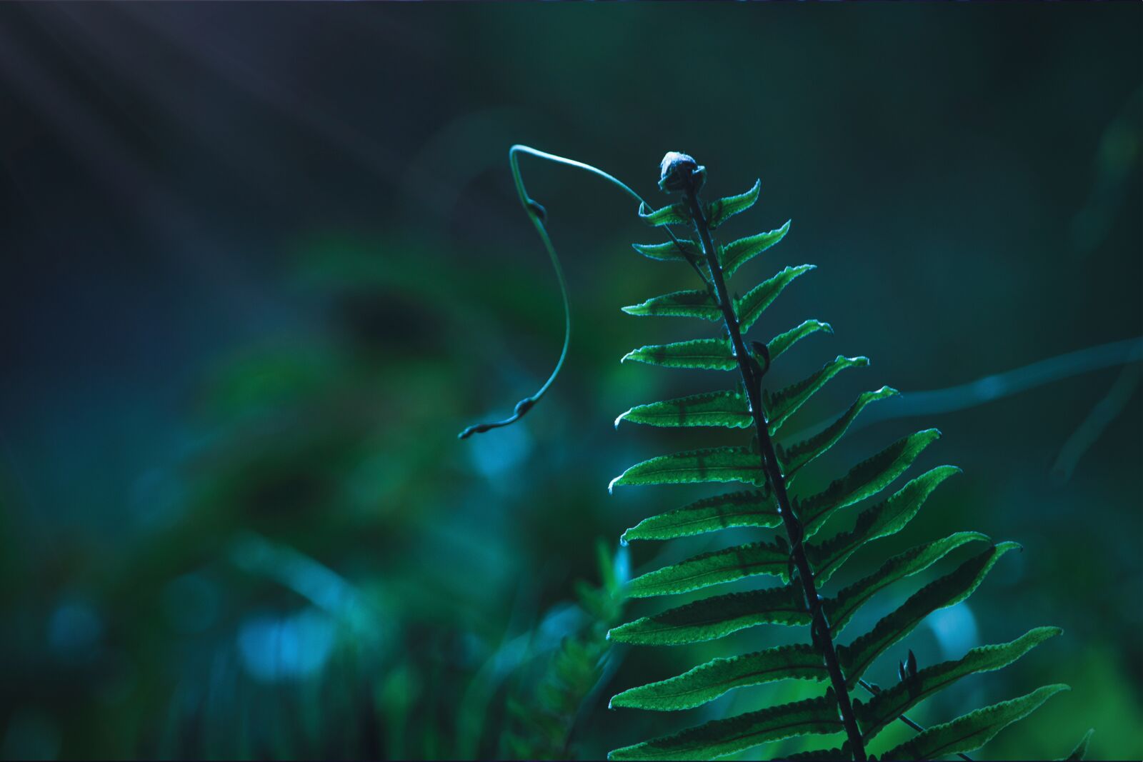 Nikon D3200 sample photo. Night, plant, backlight photography