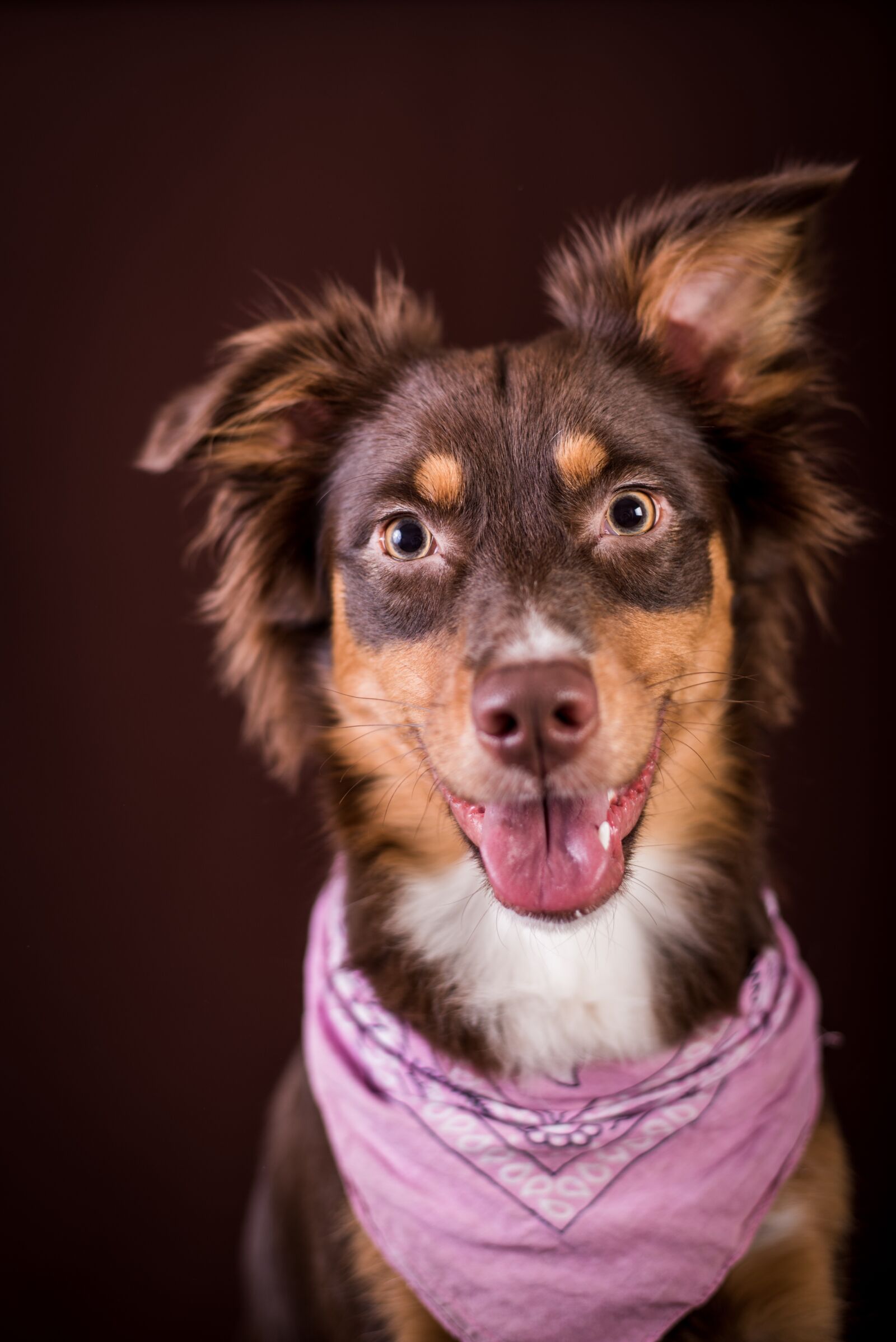 Nikon D750 sample photo. Australia, dog, studio photography