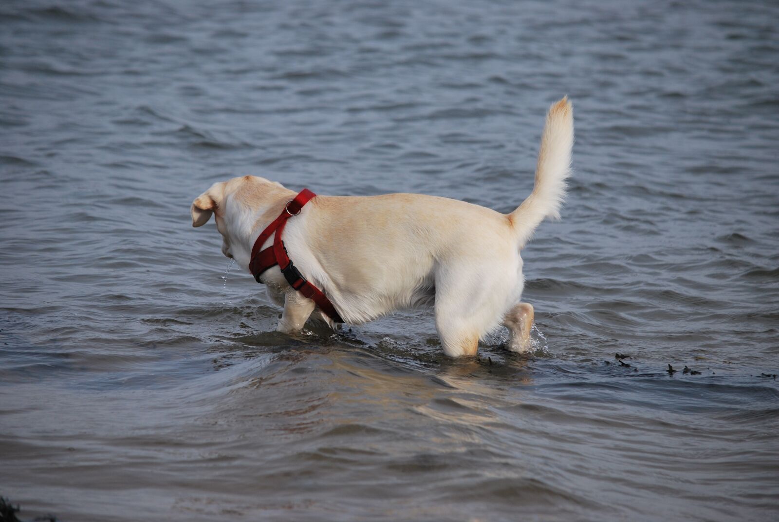 Nikon D60 sample photo. Animal, dog, labrador photography