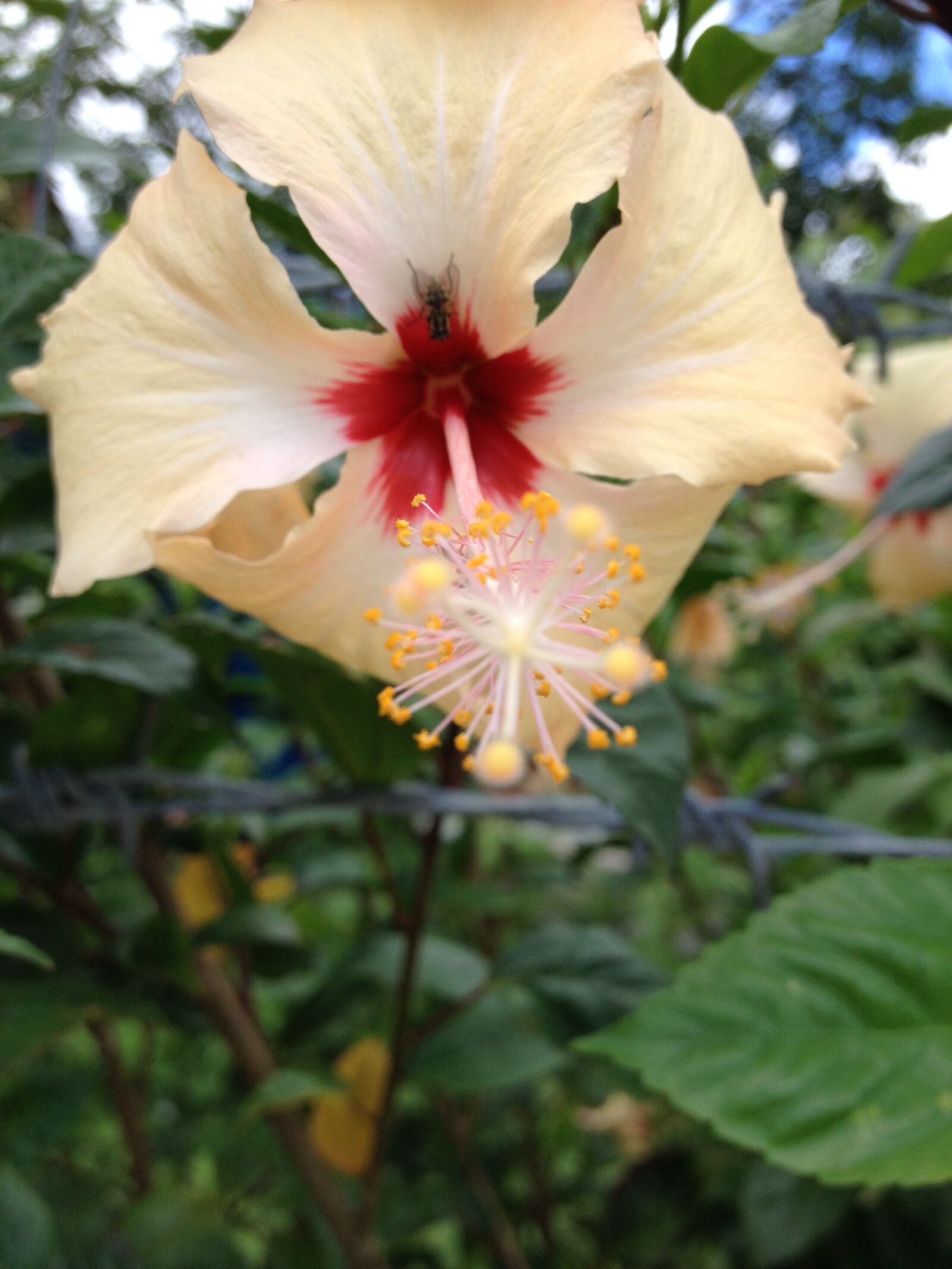 iPhone 4S back camera 4.28mm f/2.4 sample photo. Hoa, la, canh photography