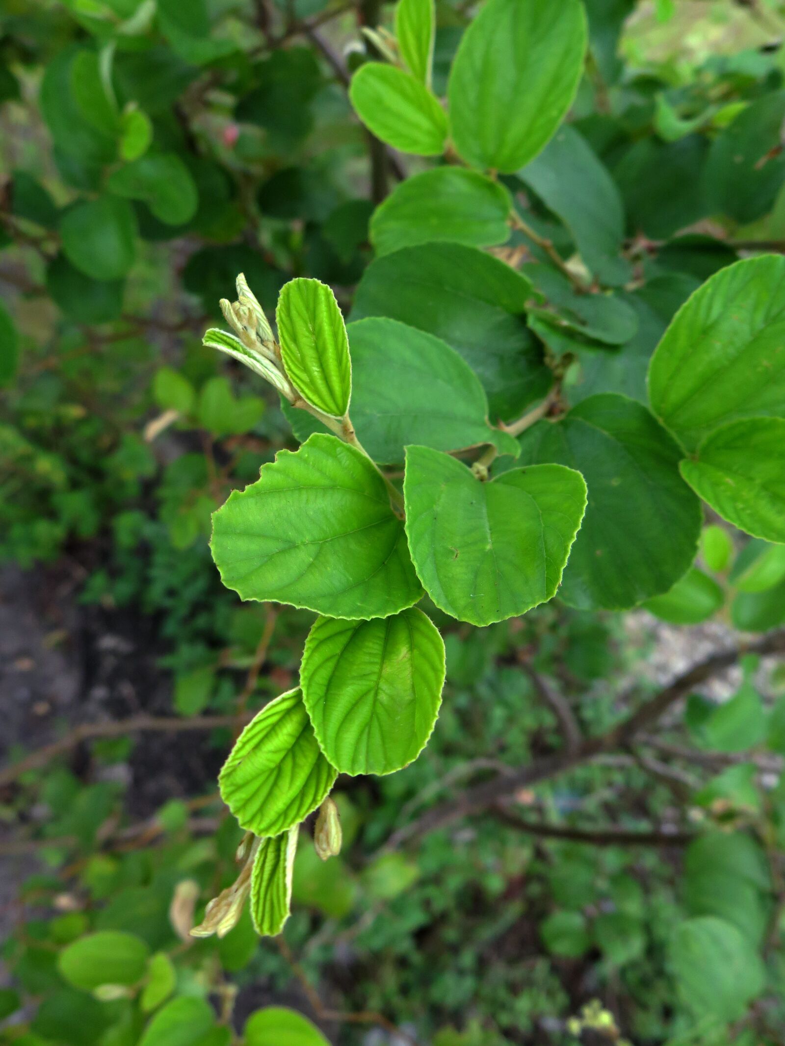 Canon PowerShot G16 sample photo. Apple tree, plant, natural photography