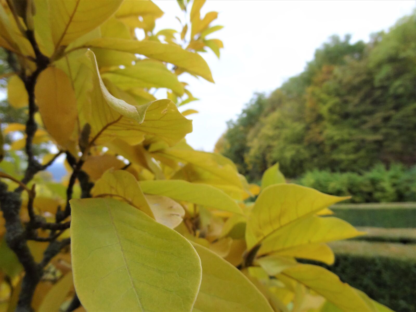 Sony Cyber-shot DSC-HX9V sample photo. Nature, trees, landscape photography