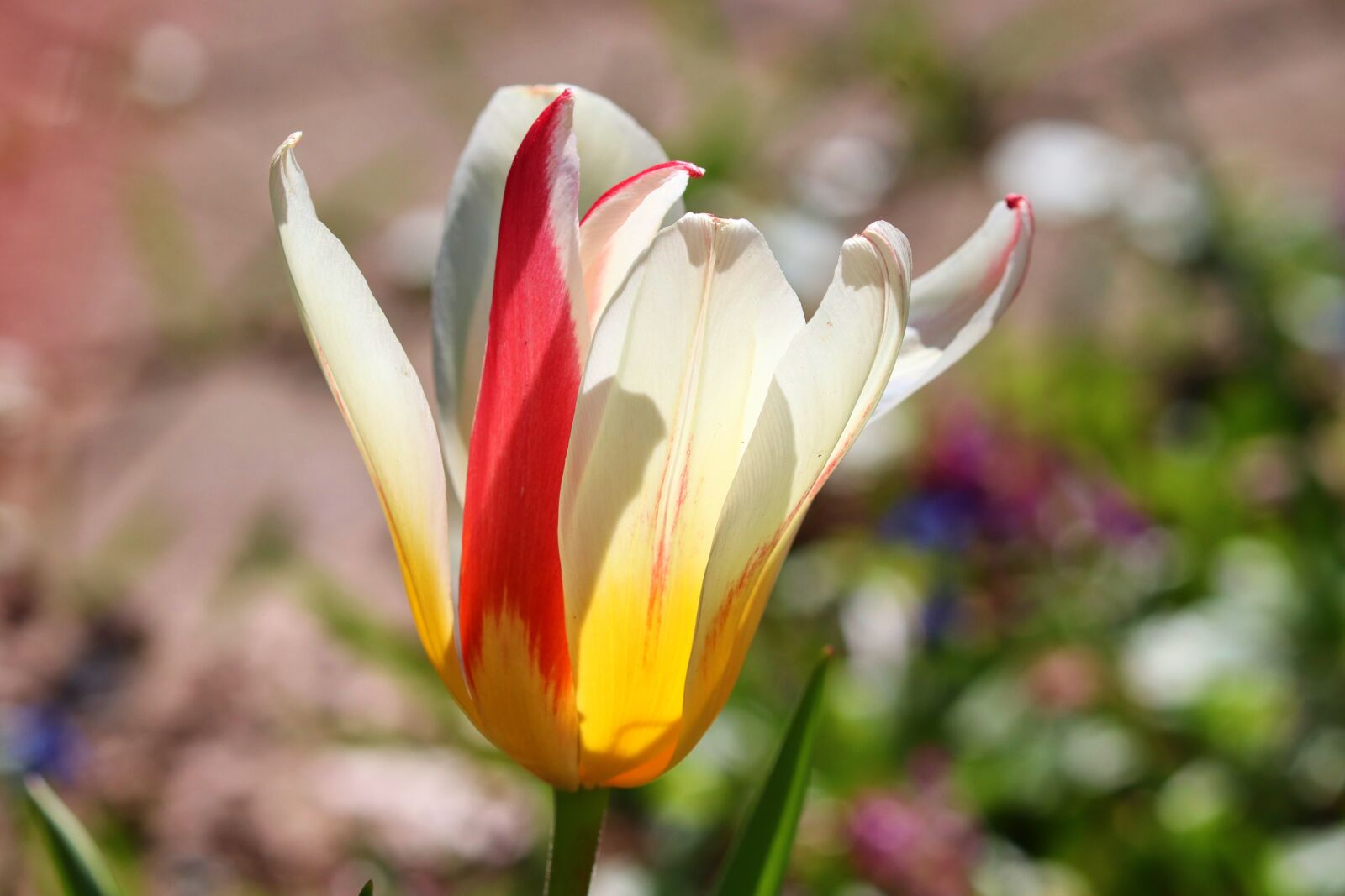 Canon EOS 200D (EOS Rebel SL2 / EOS Kiss X9) sample photo. Tulip, orange, yellow photography