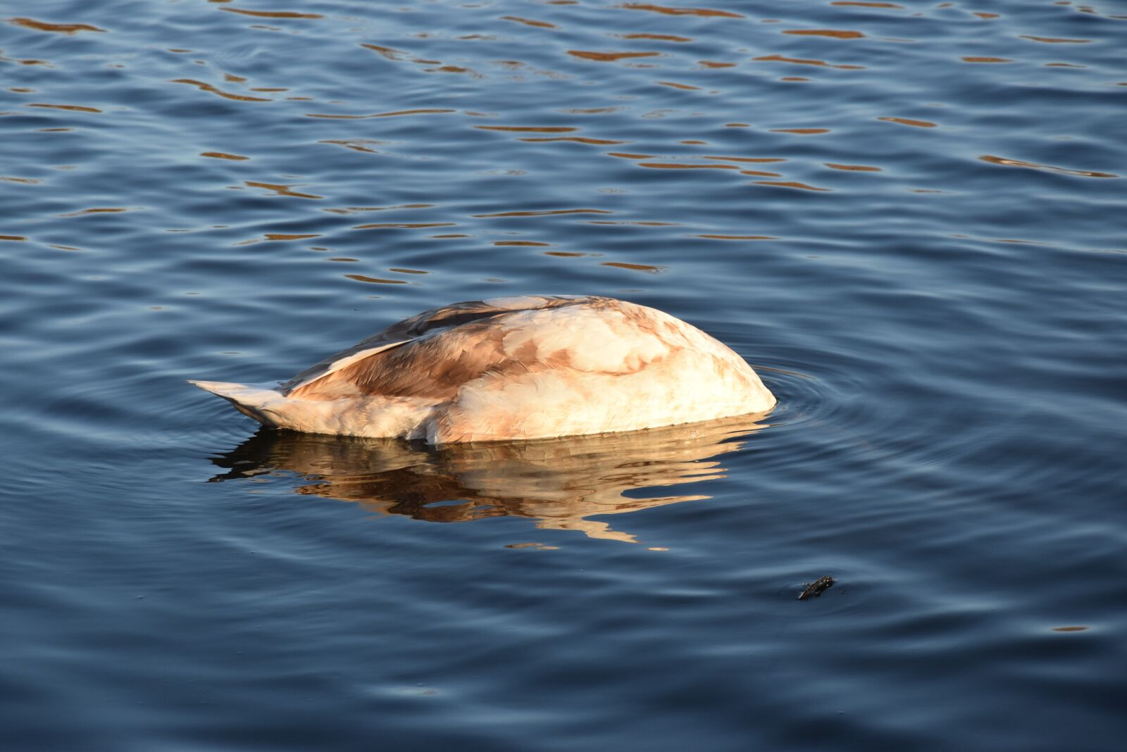 Nikon D5300 sample photo. Swan, bird, water photography