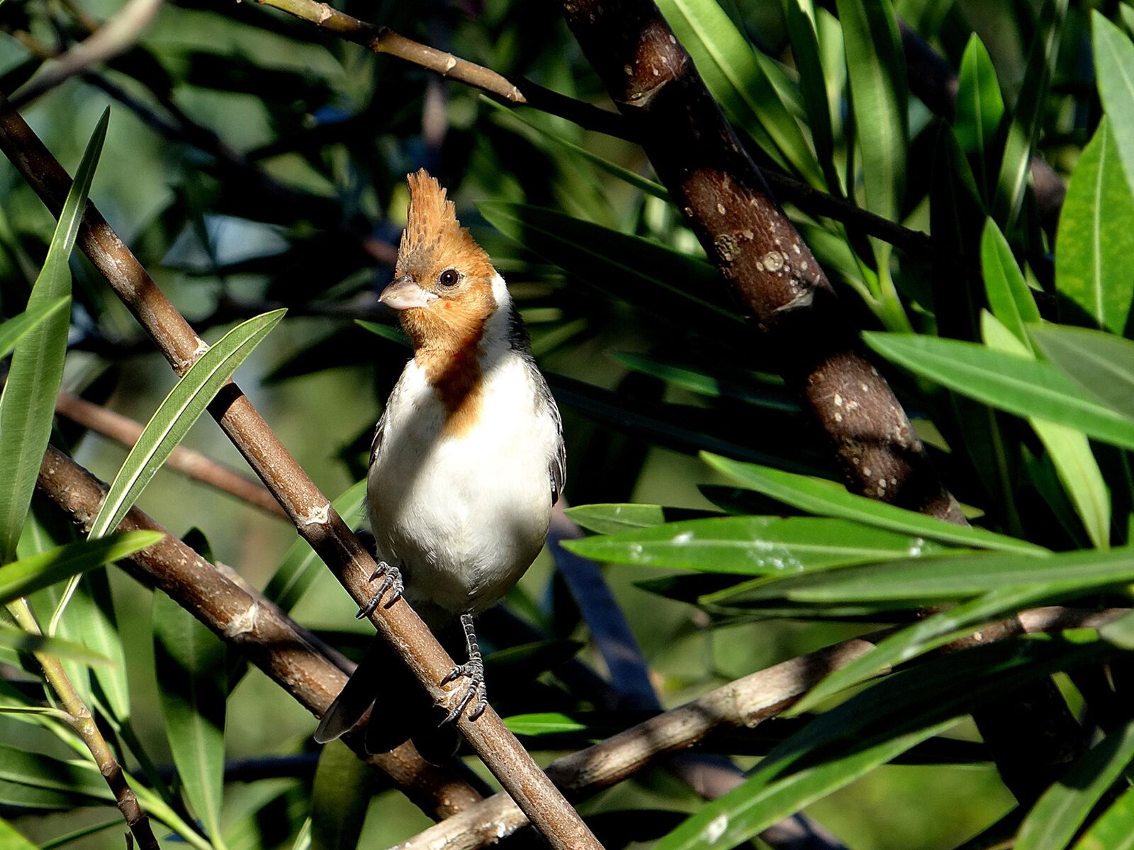 Sony DSC-HX200V sample photo. Bird, cardinal, green photography
