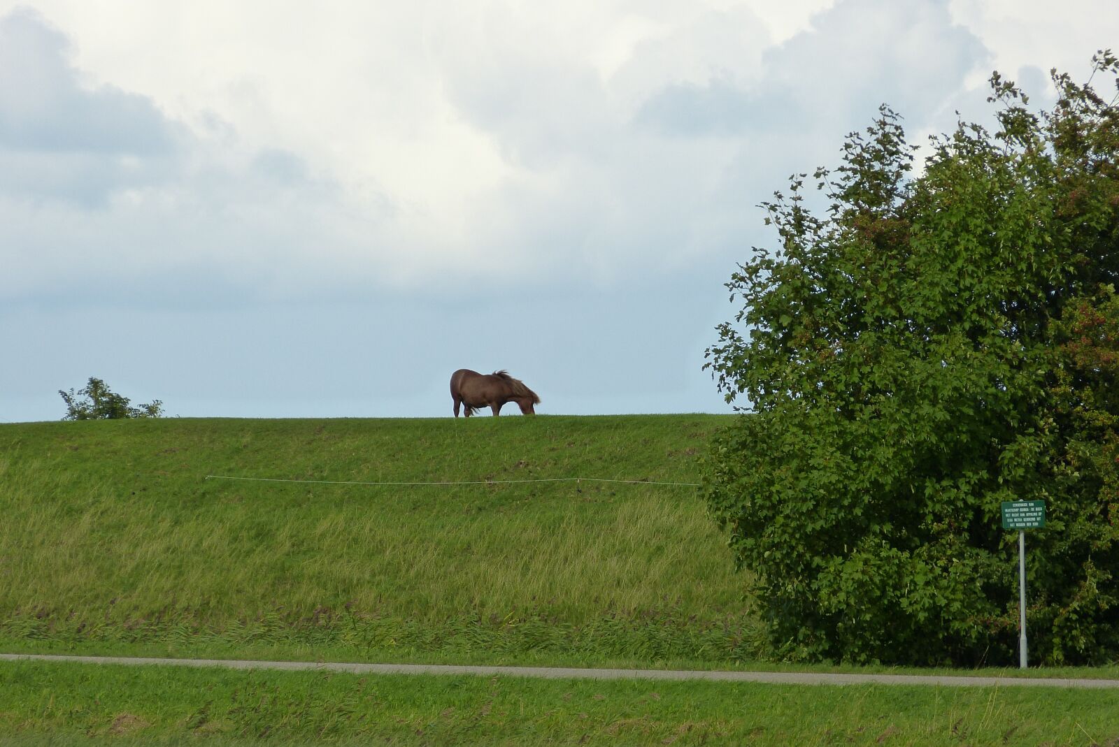 Panasonic Lumix DMC-FZ150 sample photo. Fog, horse, landscape photography