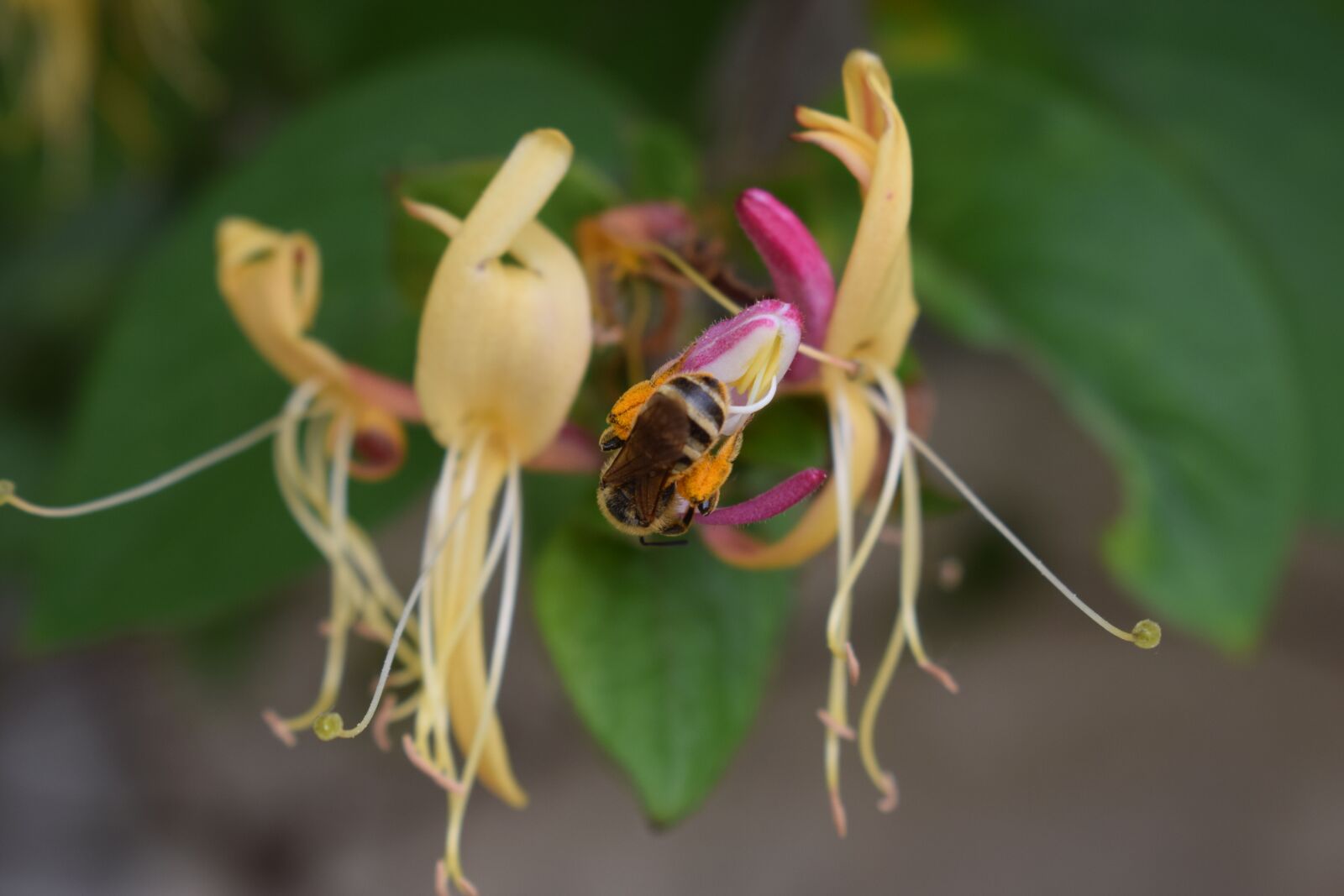 Nikon D3300 sample photo. Honeysuckle, bee, plant photography