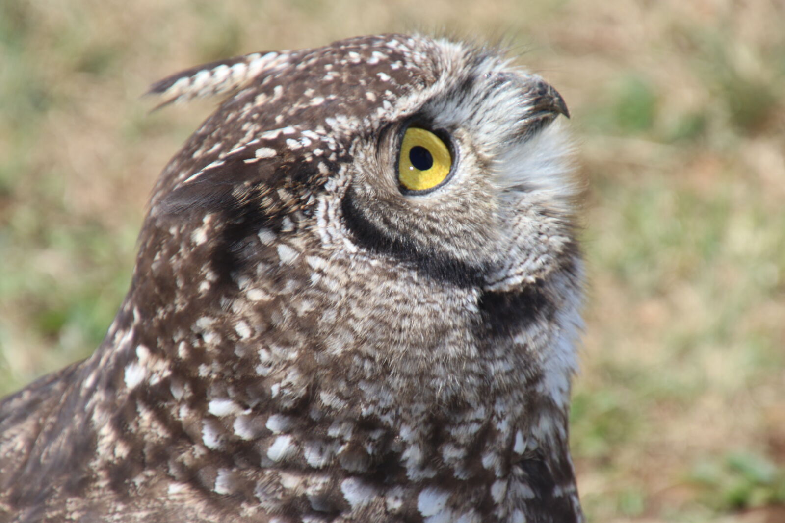 Canon EOS 7D Mark II sample photo. Bird, bird, of, prey photography