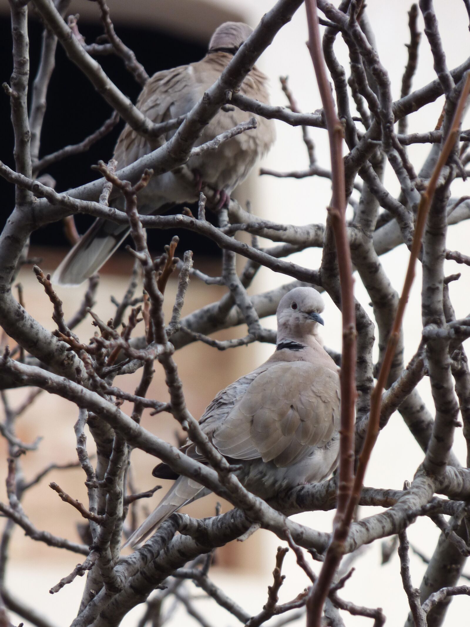 Panasonic Lumix DMC-FZ70 sample photo. Turtledove, bird, couple photography