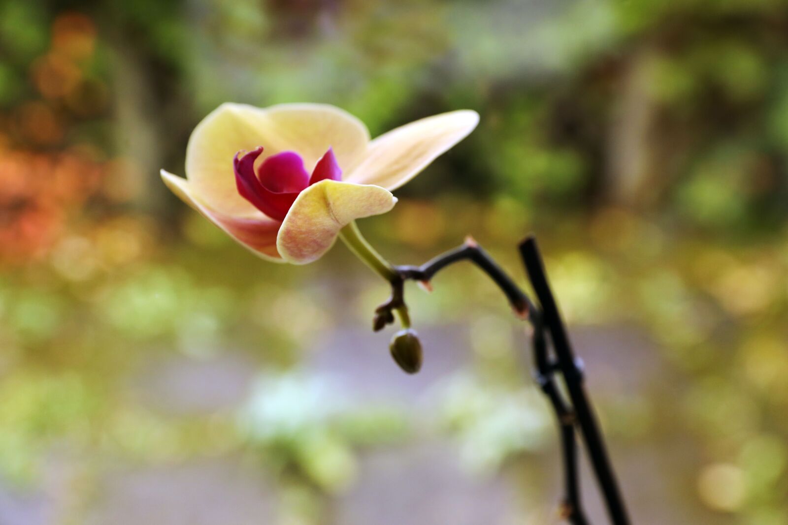 Canon EOS R sample photo. Orkidé, flower, plant photography