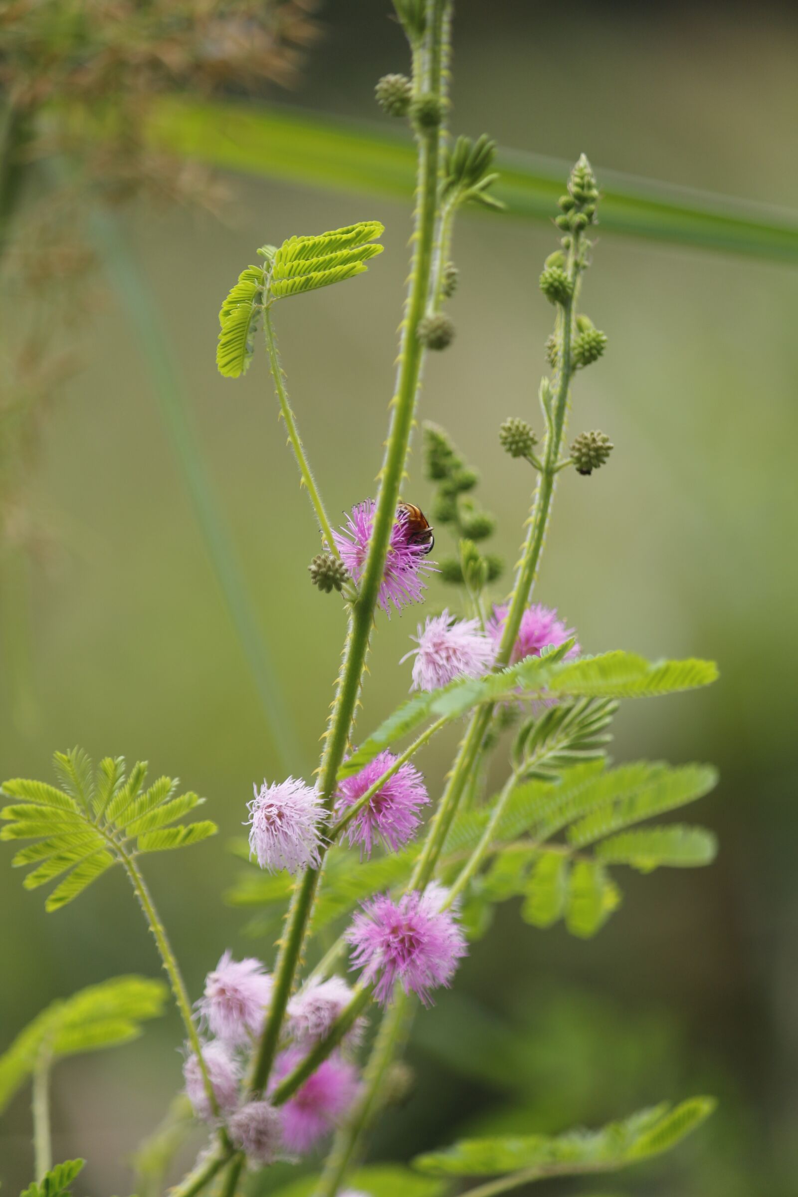 Canon EOS 700D (EOS Rebel T5i / EOS Kiss X7i) sample photo. Mimosa pudica, sensitive plant photography