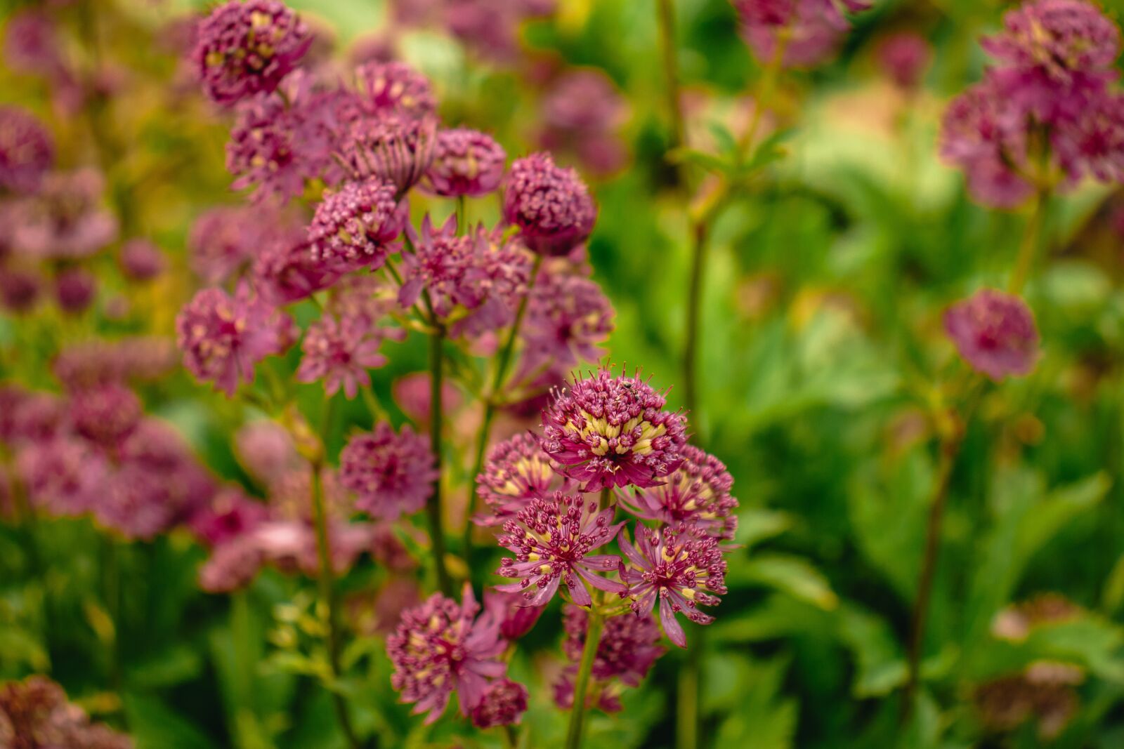 Canon EOS 77D (EOS 9000D / EOS 770D) sample photo. Flower, flowers, summer photography