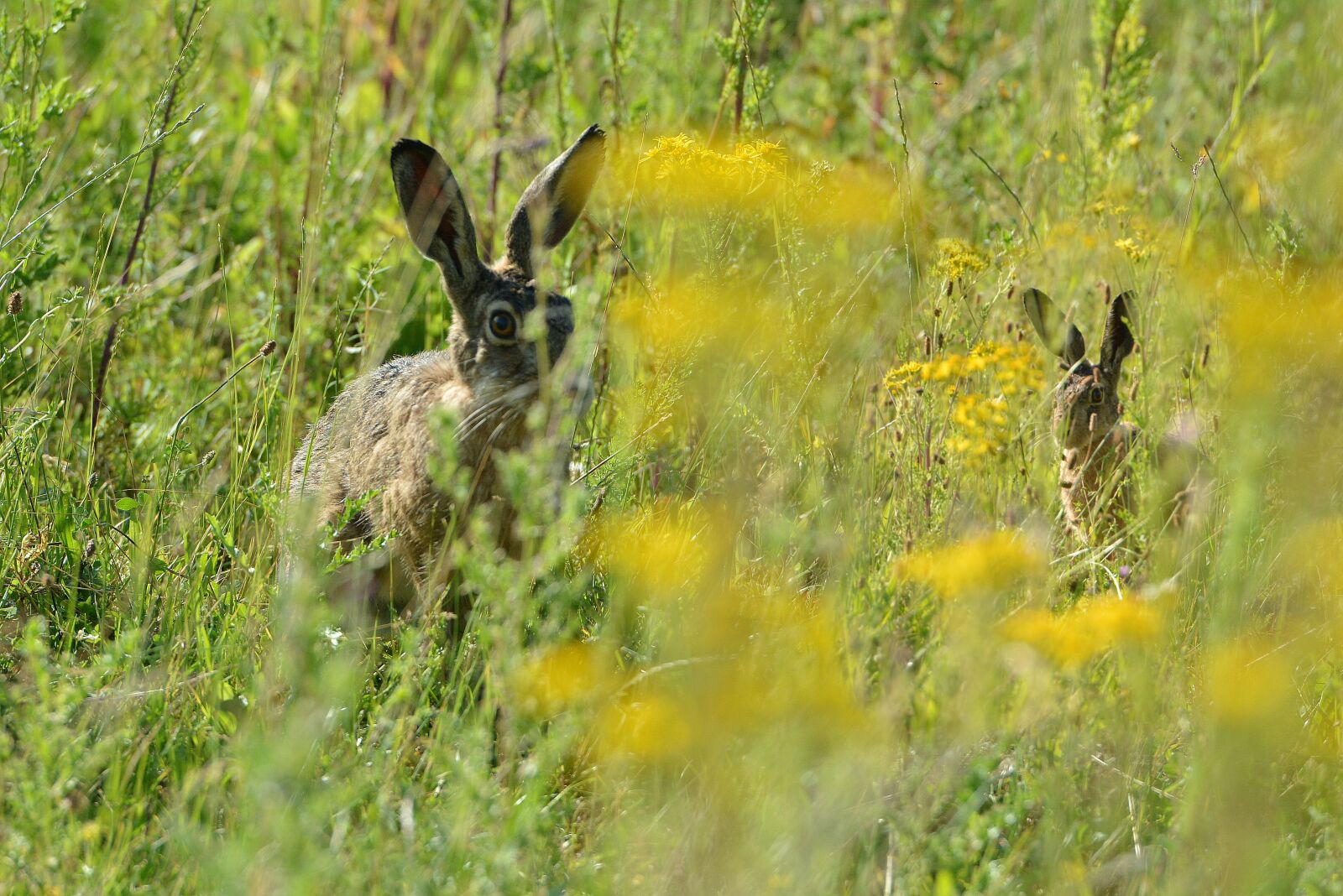 Nikon D7100 sample photo. Hares, pasture, hide photography
