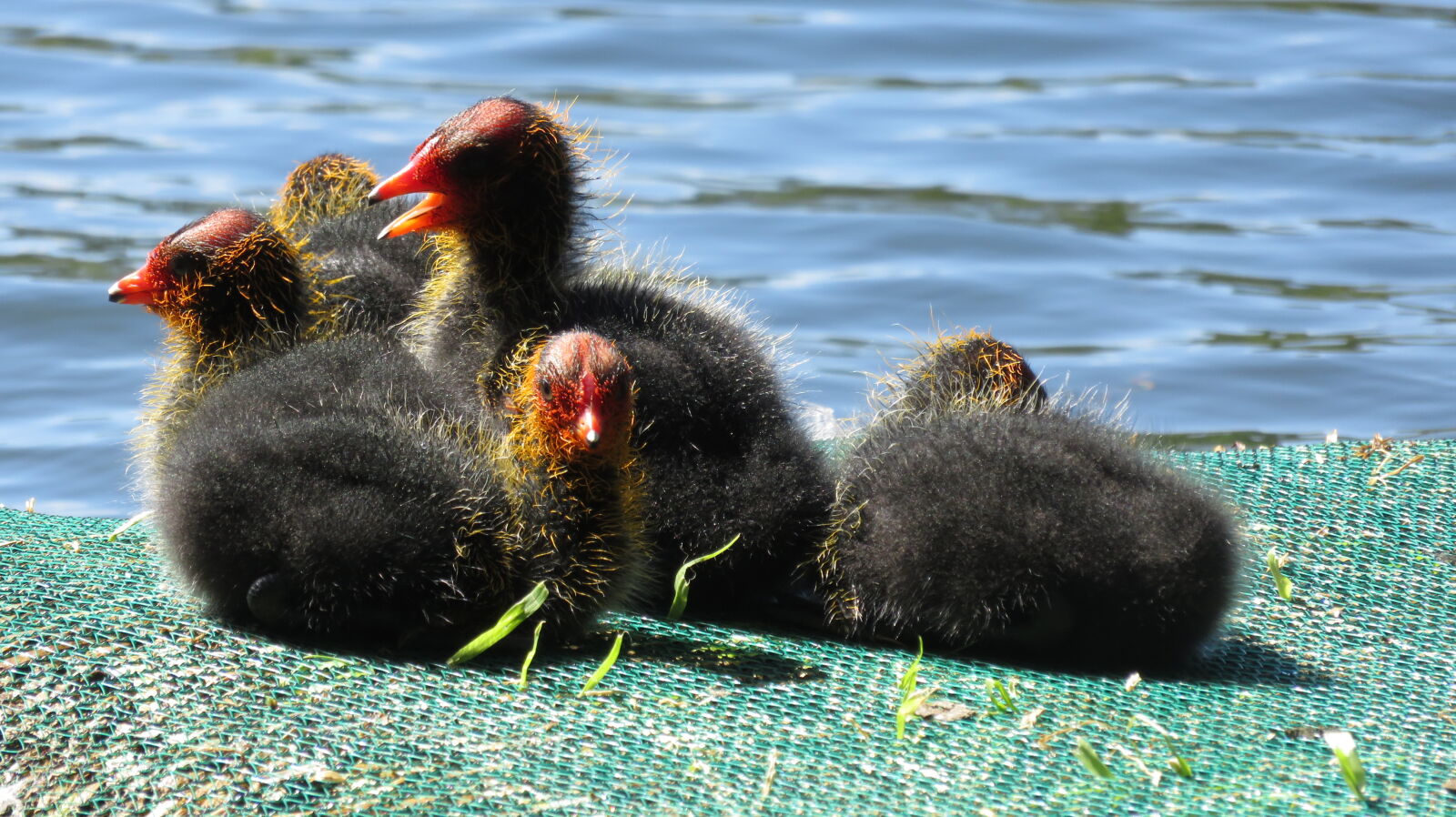 Canon PowerShot SX710 HS sample photo. Baby, birds, baby, coots photography