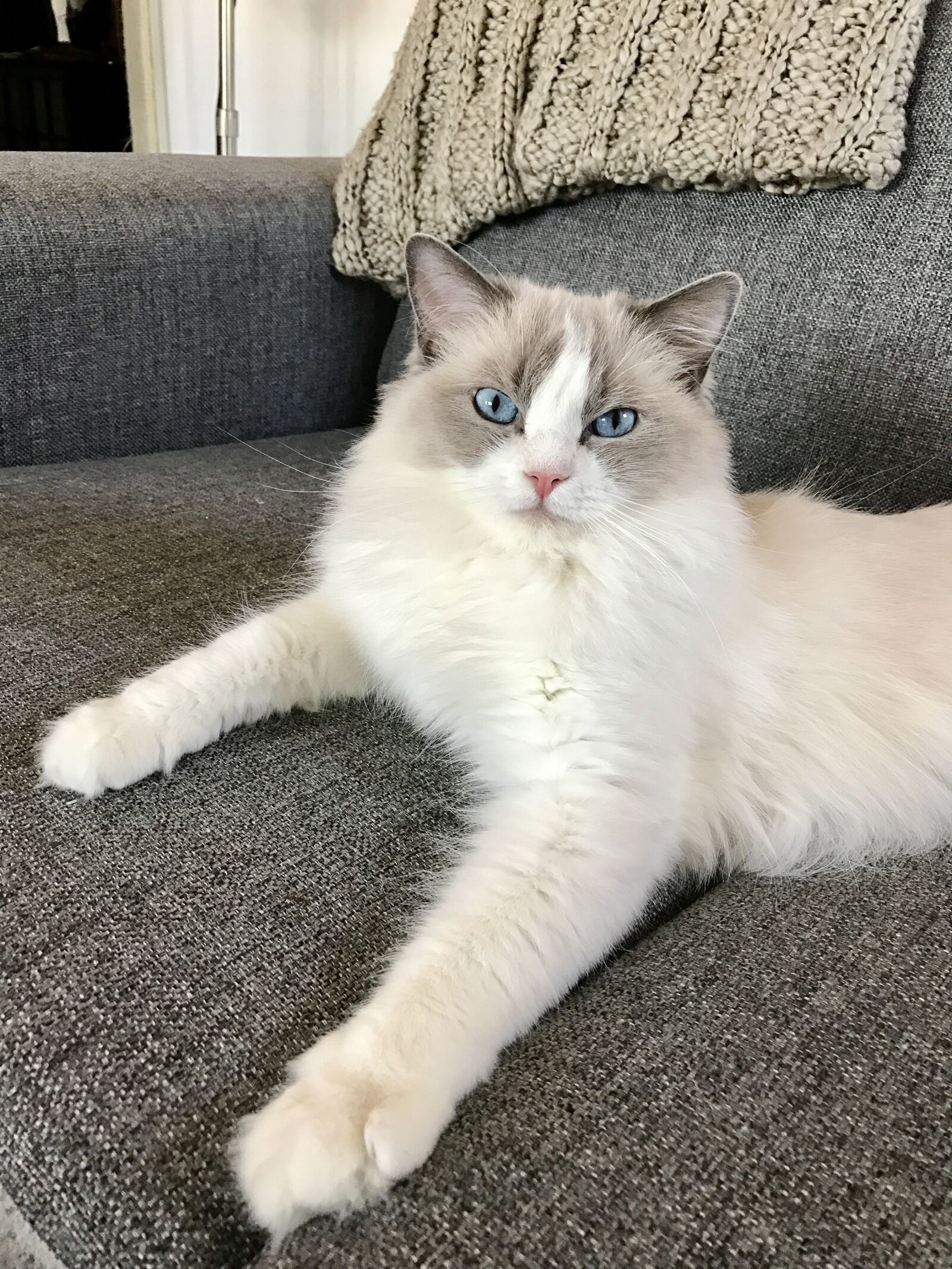 Apple iPhone 7 sample photo. Cat, ragdoll, animal photography