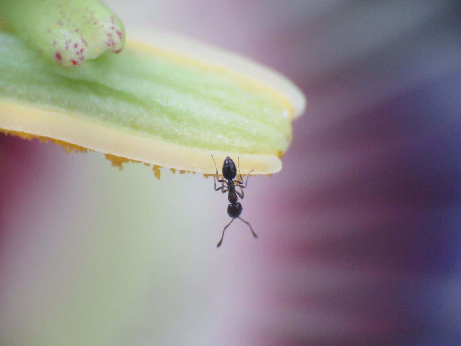 Canon PowerShot SX60 HS sample photo. Macro, tiny, ant photography