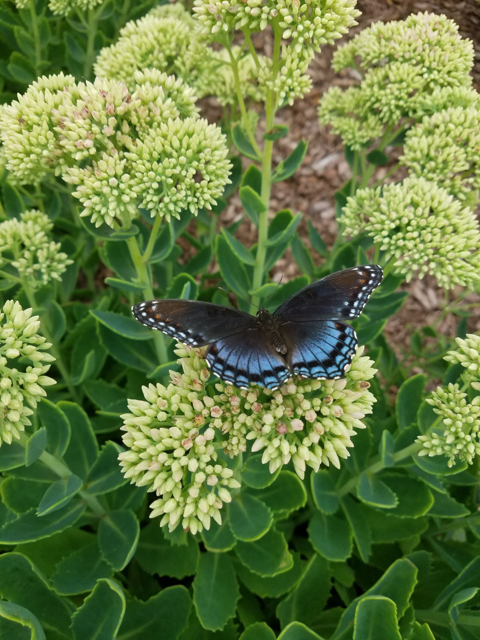 Samsung Galaxy S7 Edge sample photo. Blue, butterfly, wings photography
