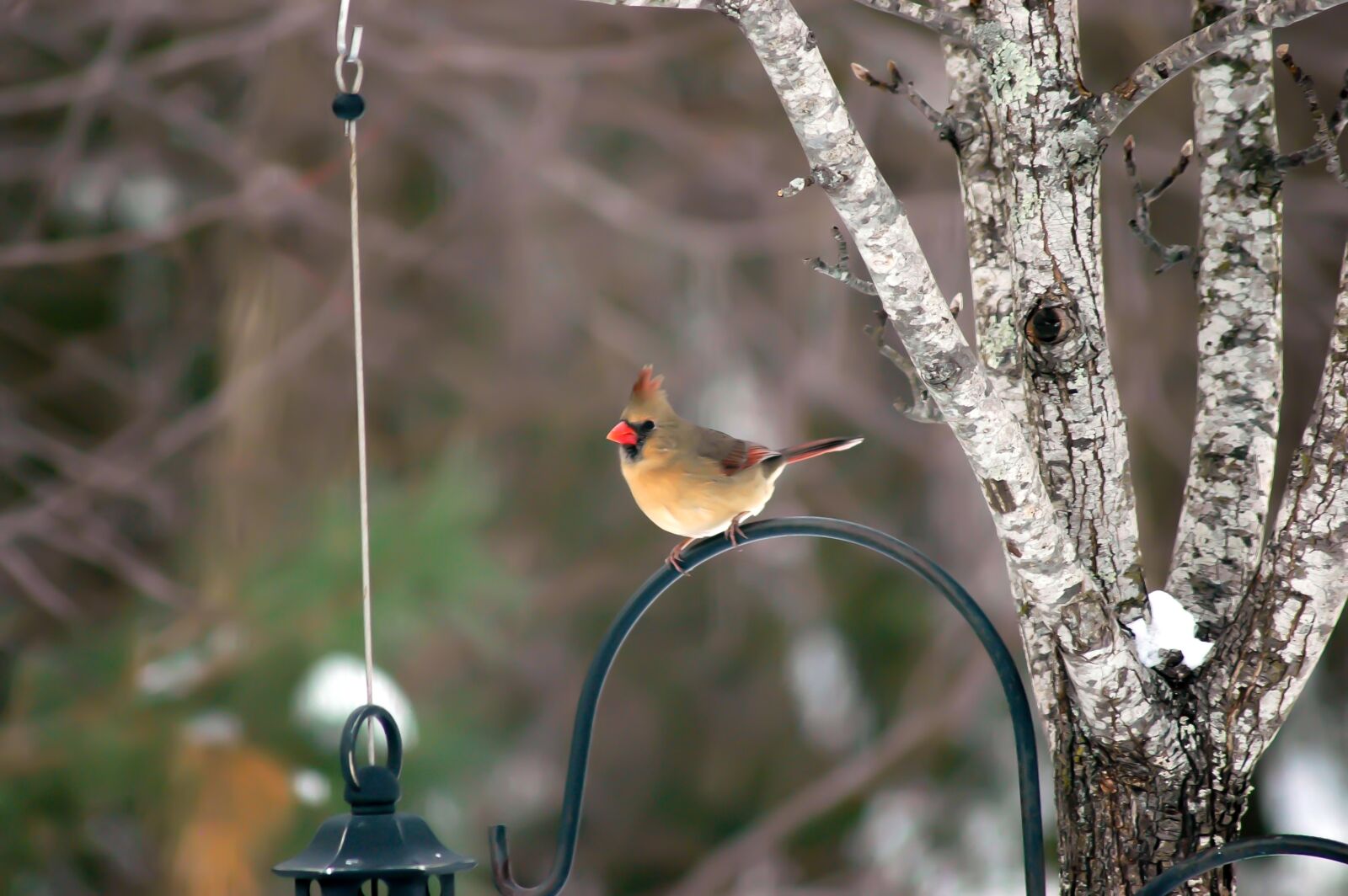 Nikon D70 sample photo. Female cardinal, female bird photography