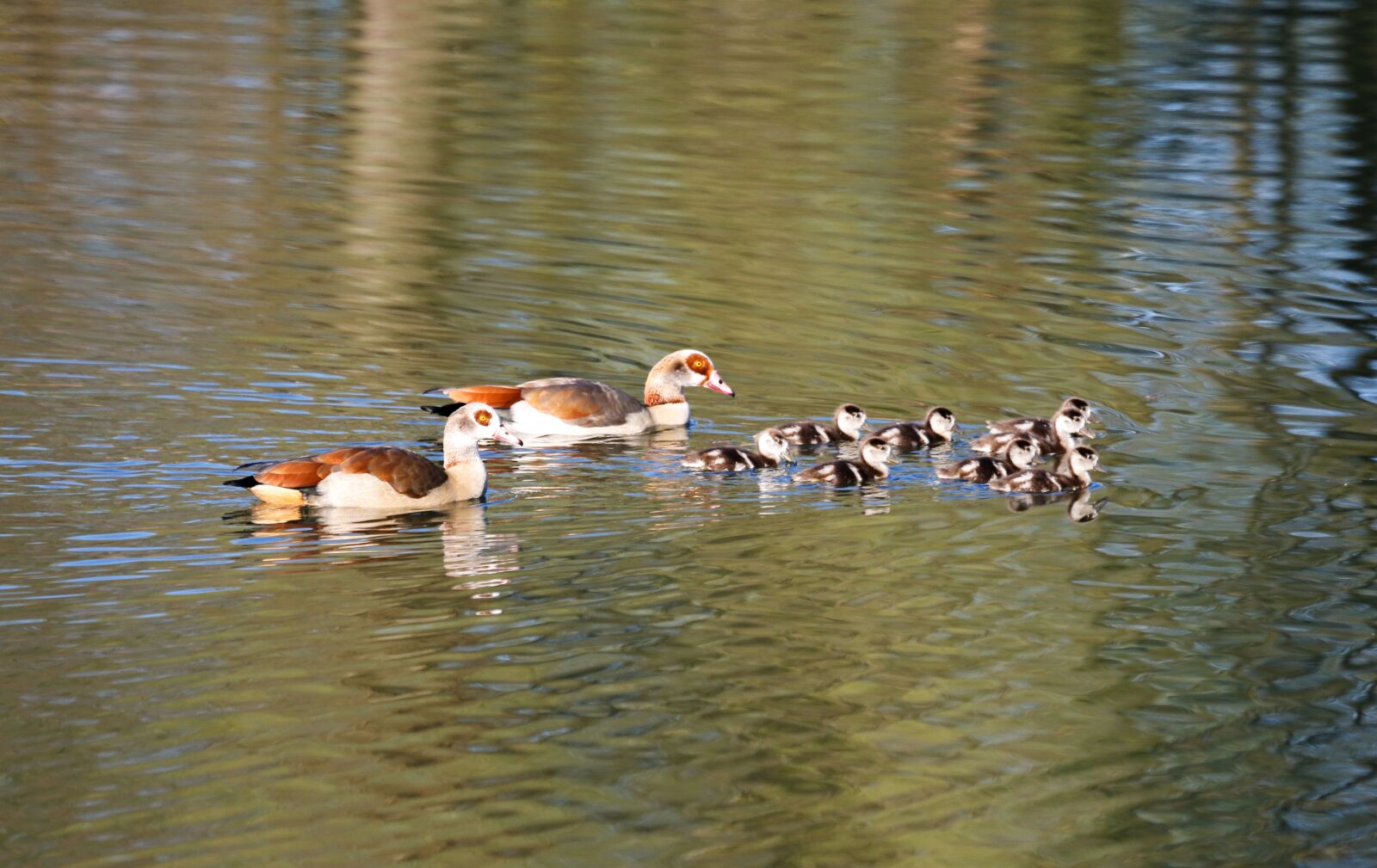 Canon EF 100-400mm F4.5-5.6L IS USM sample photo. Ducks, boy, lake photography