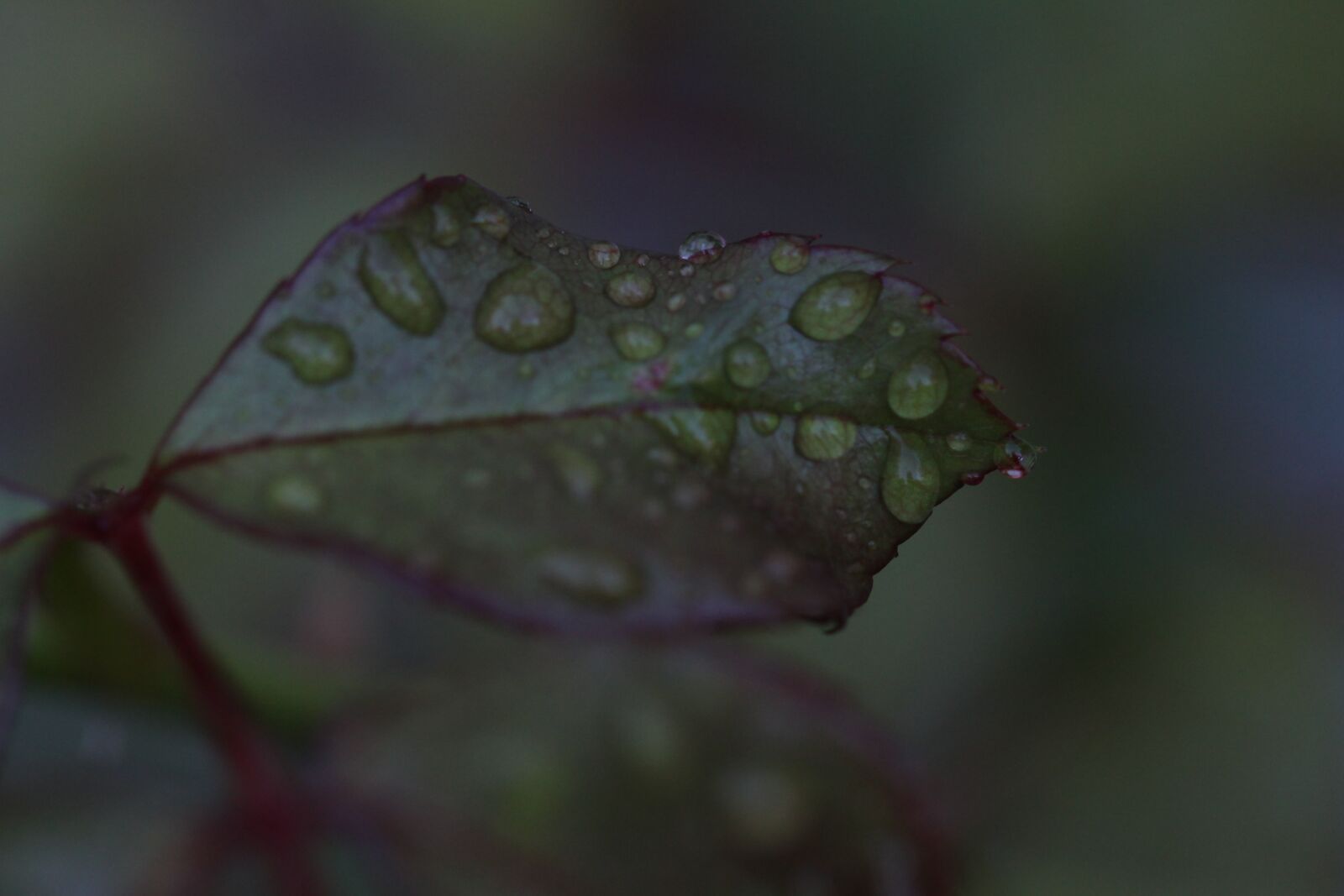 Canon EOS 1100D (EOS Rebel T3 / EOS Kiss X50) + Canon EF 100mm F2.8 Macro USM sample photo. Leaf, water droplets, rain photography