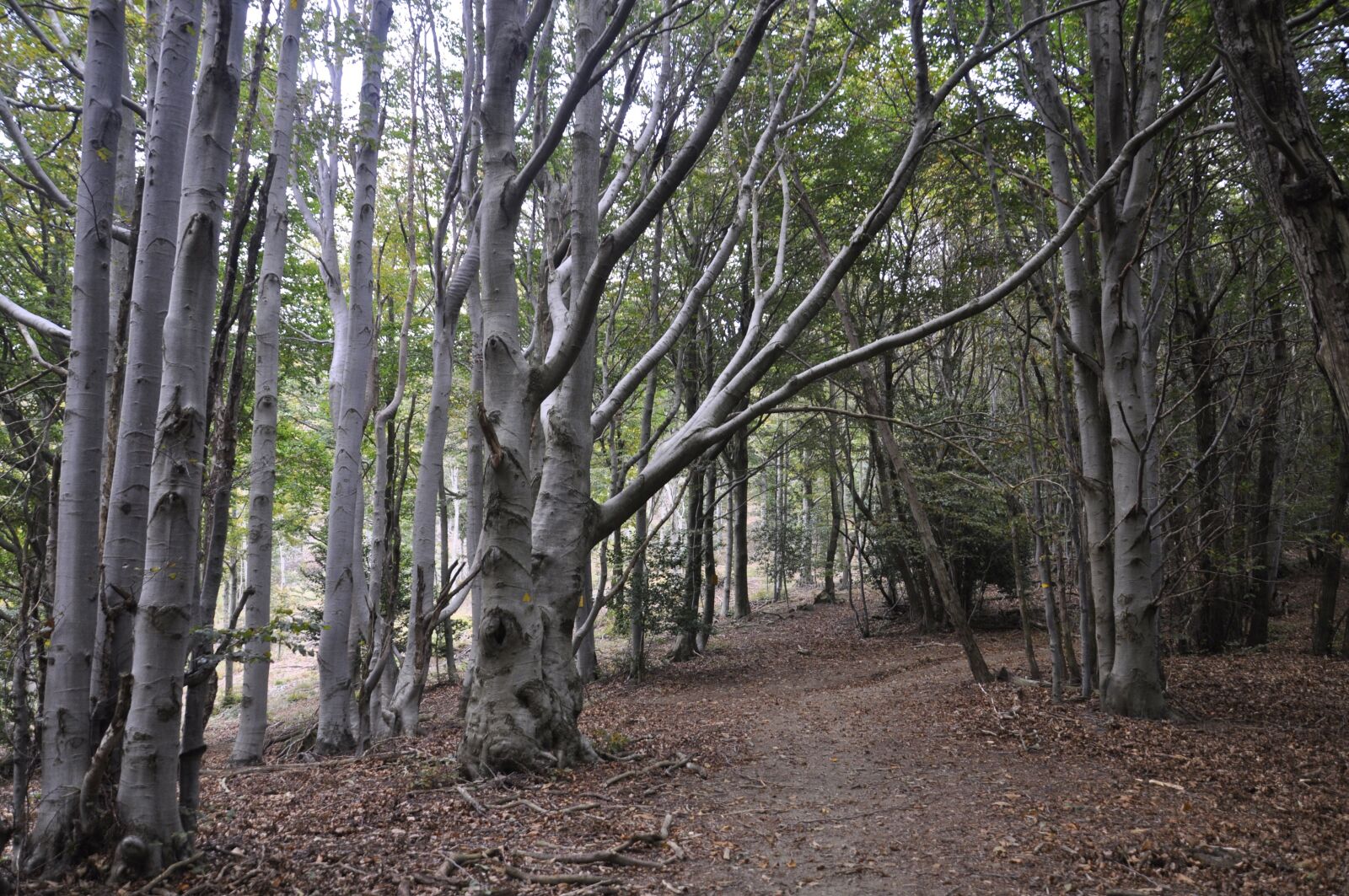 Nikon D5000 sample photo. Forest, trail, nature photography
