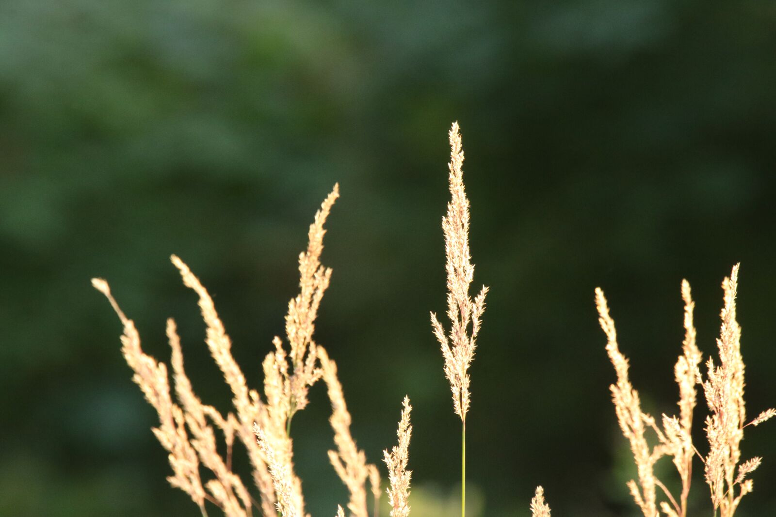 Canon EOS 7D Mark II sample photo. Reeds, sunset, golden hour photography