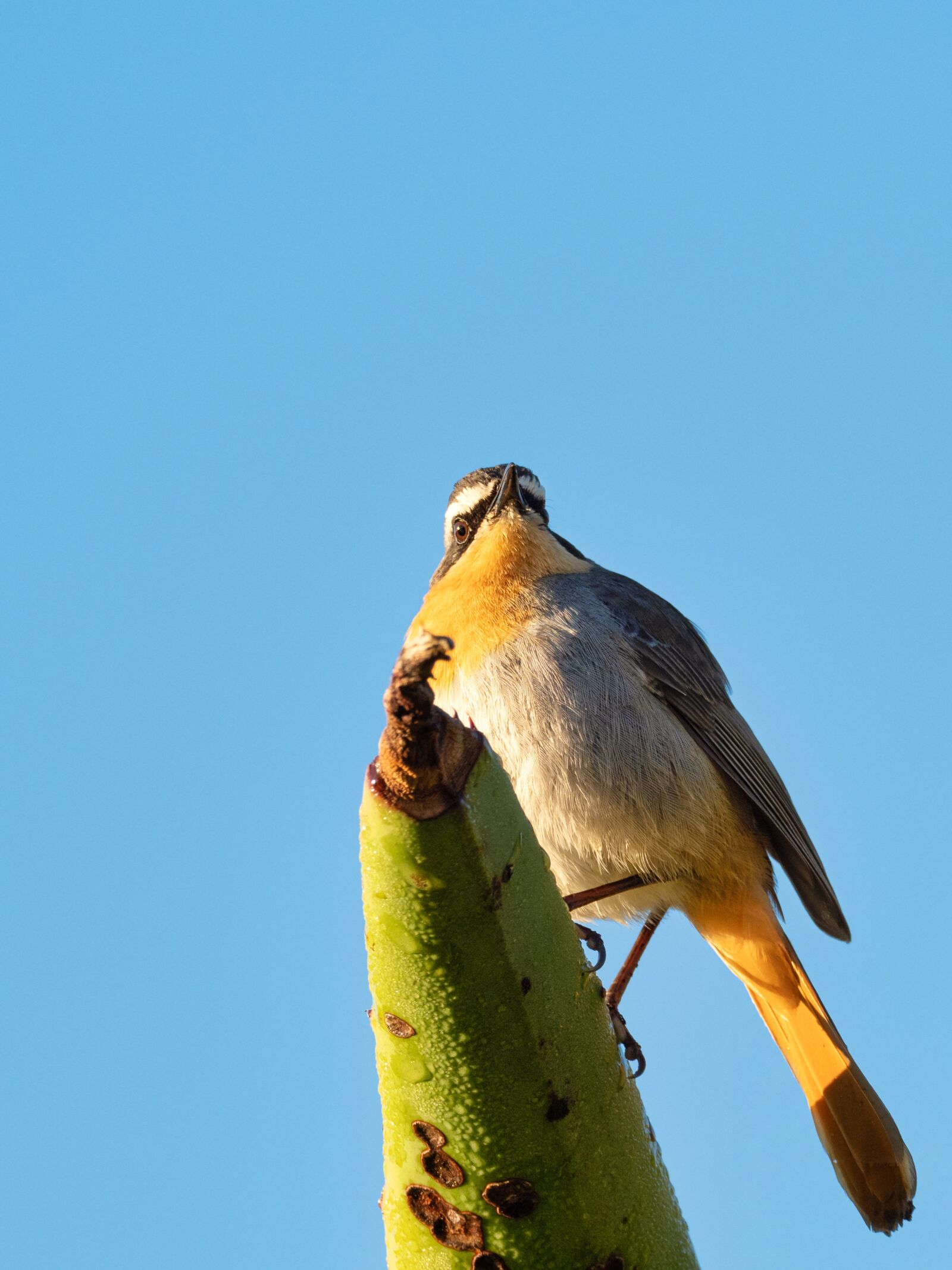 M.300mm F4.0 + MC-14 sample photo. Cape robin-chat, bird, nature photography