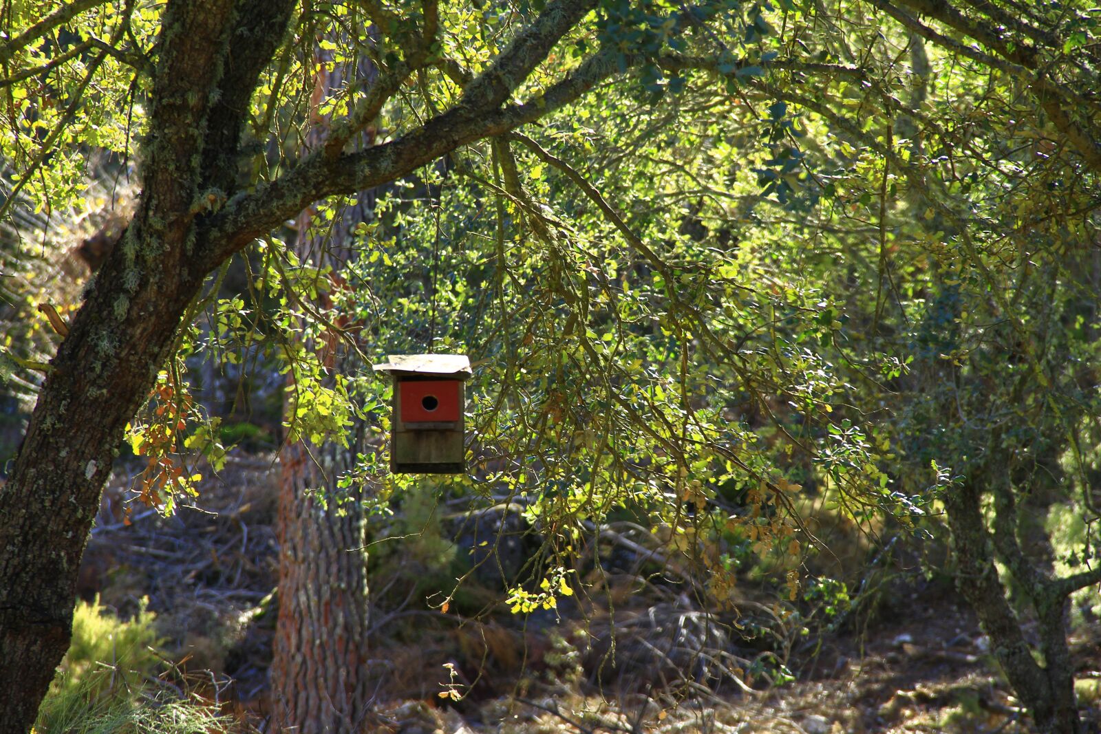 Canon EOS 7D sample photo. Casita, birds, alfonso photography
