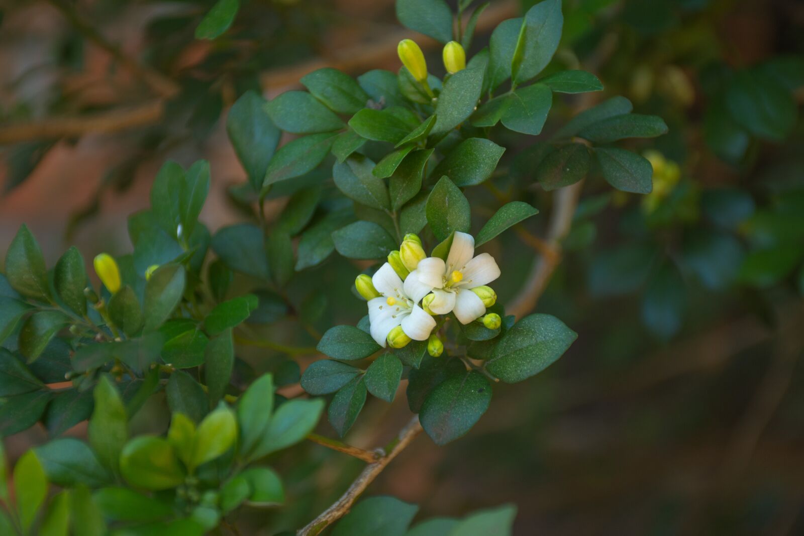 Nikon D7200 sample photo. Nature, plant, leaf photography