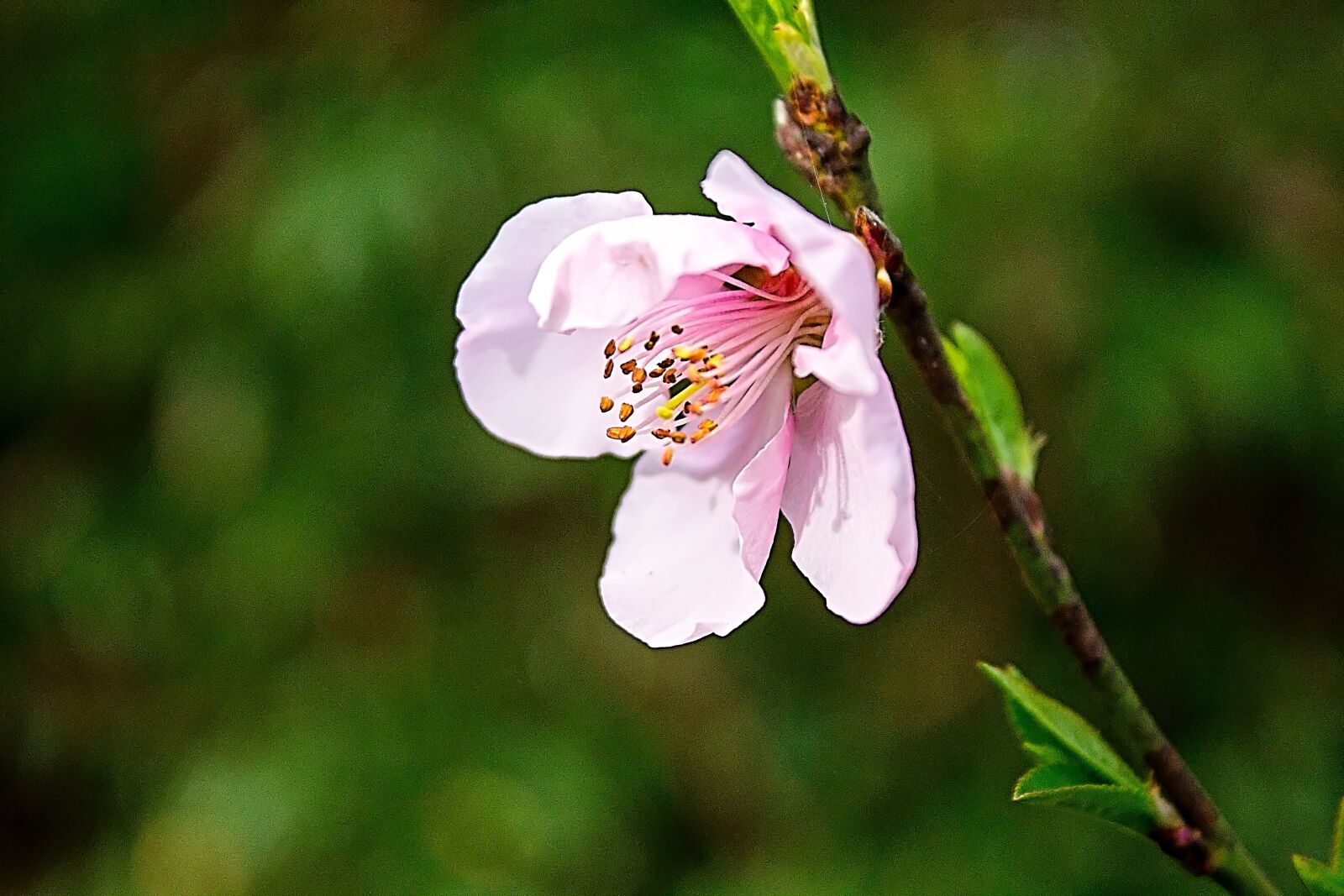 Canon EOS 1100D (EOS Rebel T3 / EOS Kiss X50) sample photo. Blossom, pink, cherry photography