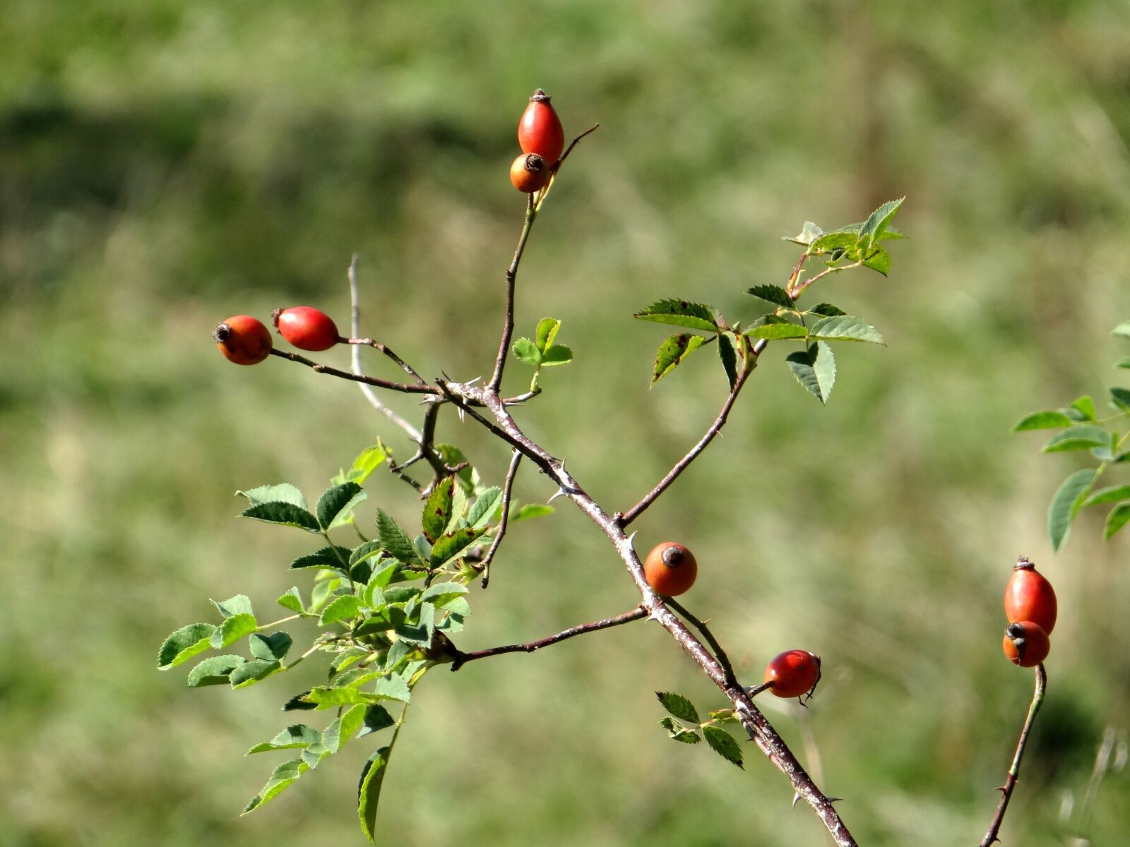 Sony DSC-HX200V sample photo. Rose hip, branch, roses photography
