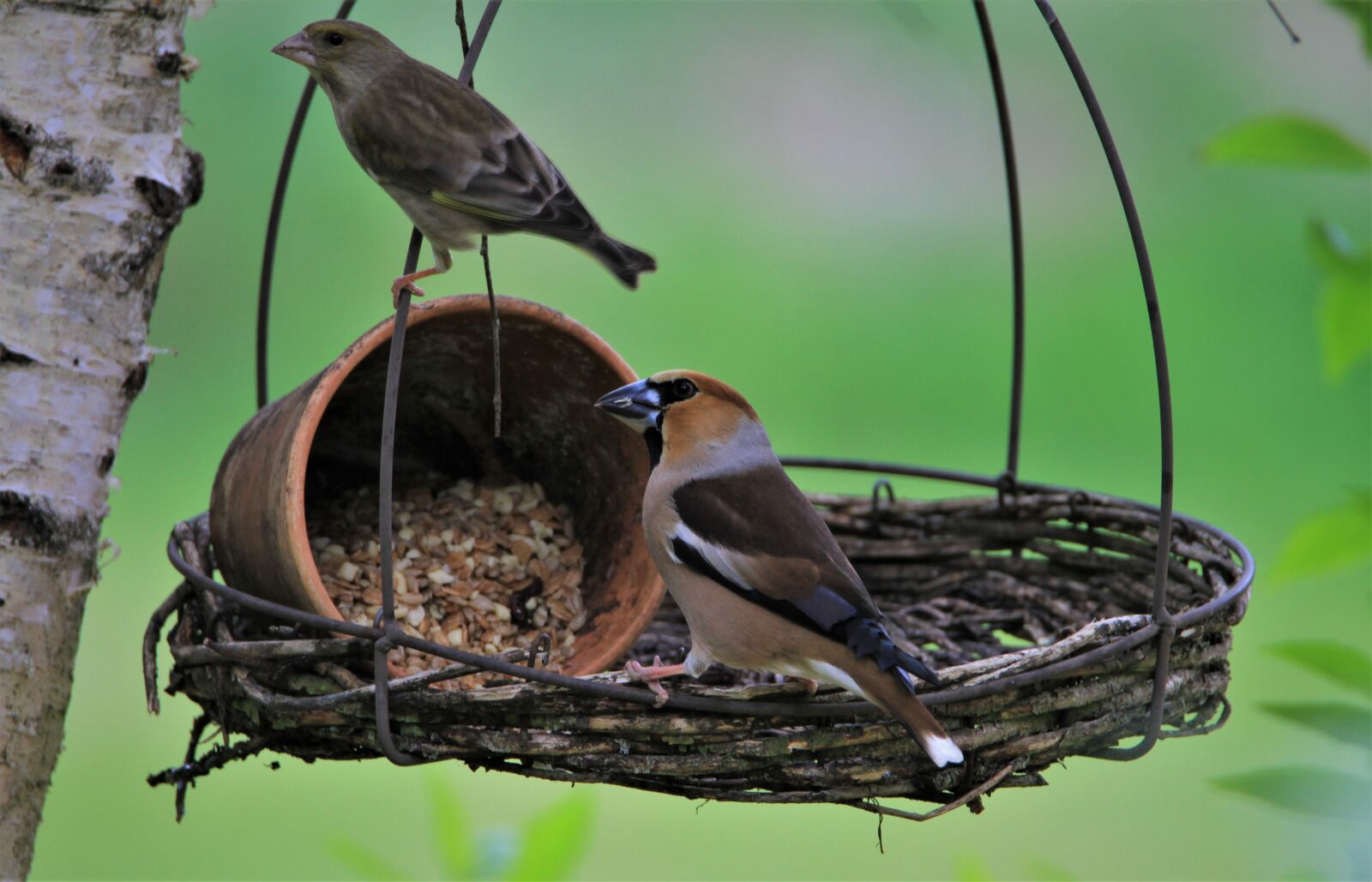 Tamron SP 150-600mm F5-6.3 Di VC USD sample photo. Greenfinch, core beisser, bird photography