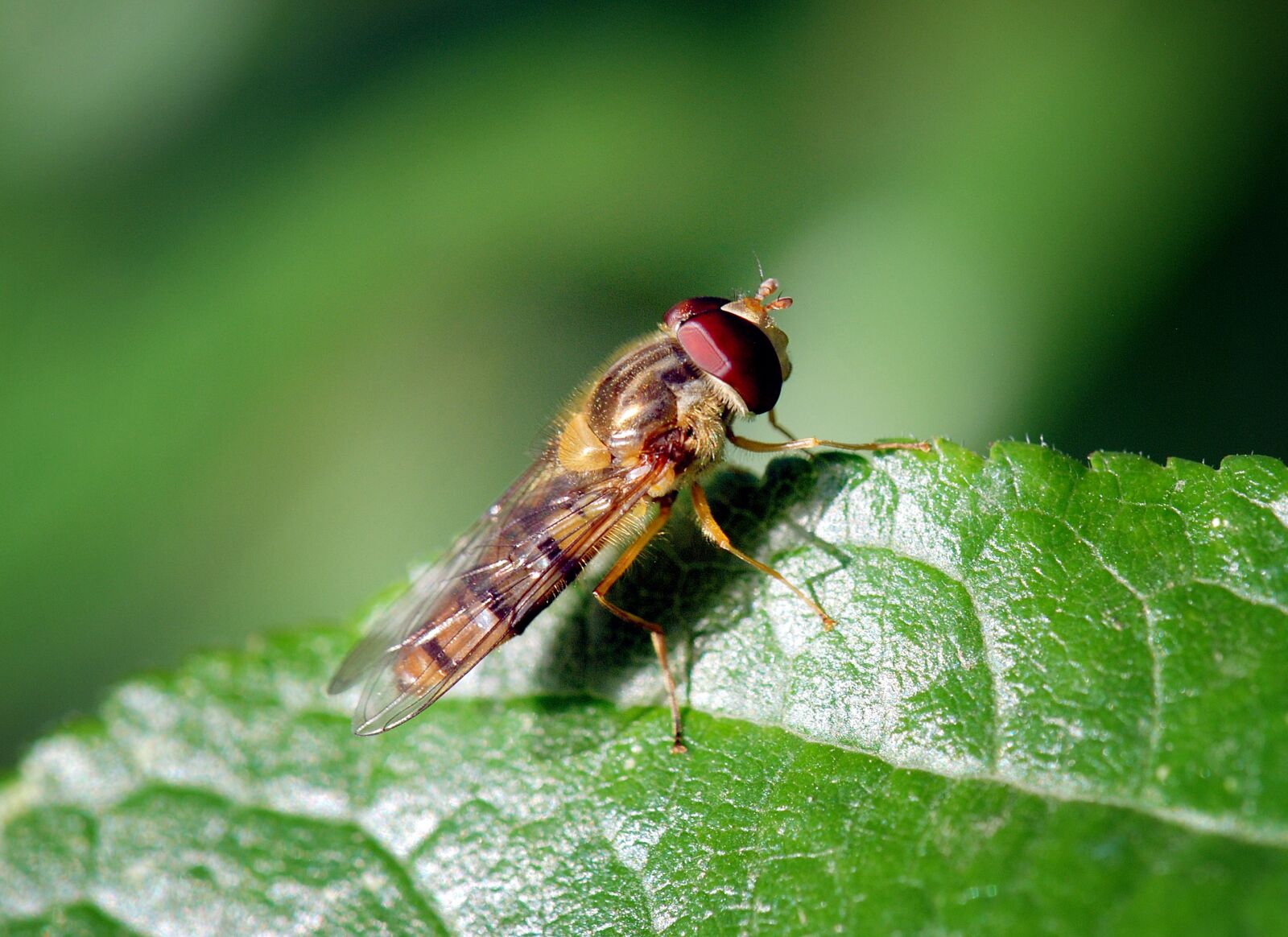 Nikon D80 sample photo. Mucha, macro, closeup photography