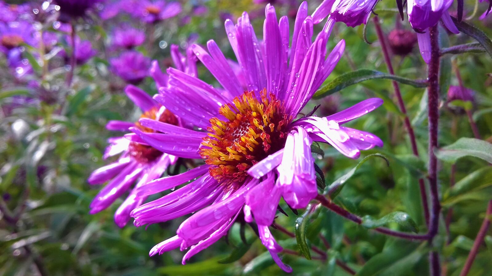 Samsung Galaxy J3(2016) sample photo. Summer, violent, nature photography