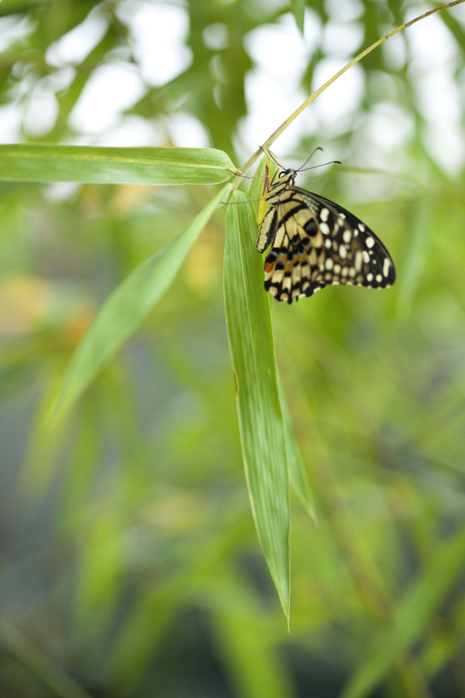 Canon EOS 5D Mark II sample photo. Butterfly, green, flora photography