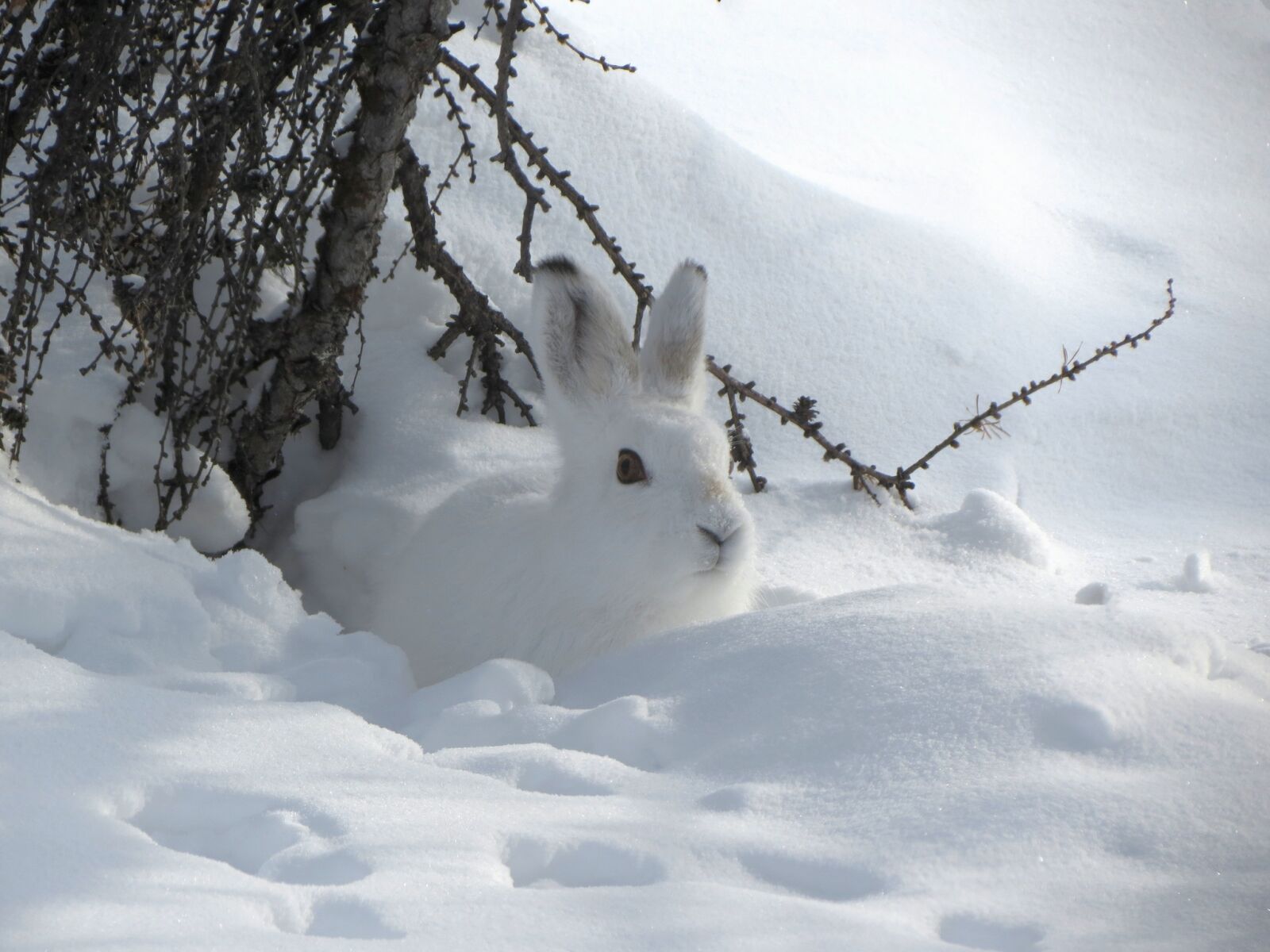 Canon PowerShot SX40 HS sample photo. Hare, whitey, nora photography