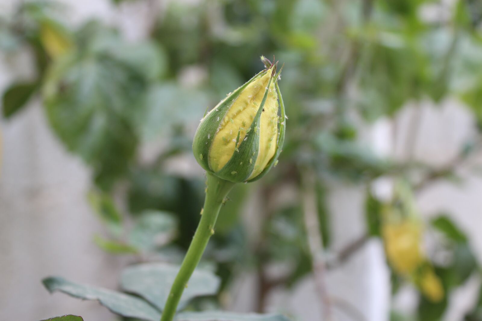 Canon EOS 650D (EOS Rebel T4i / EOS Kiss X6i) sample photo. Roses, nature, beauty photography