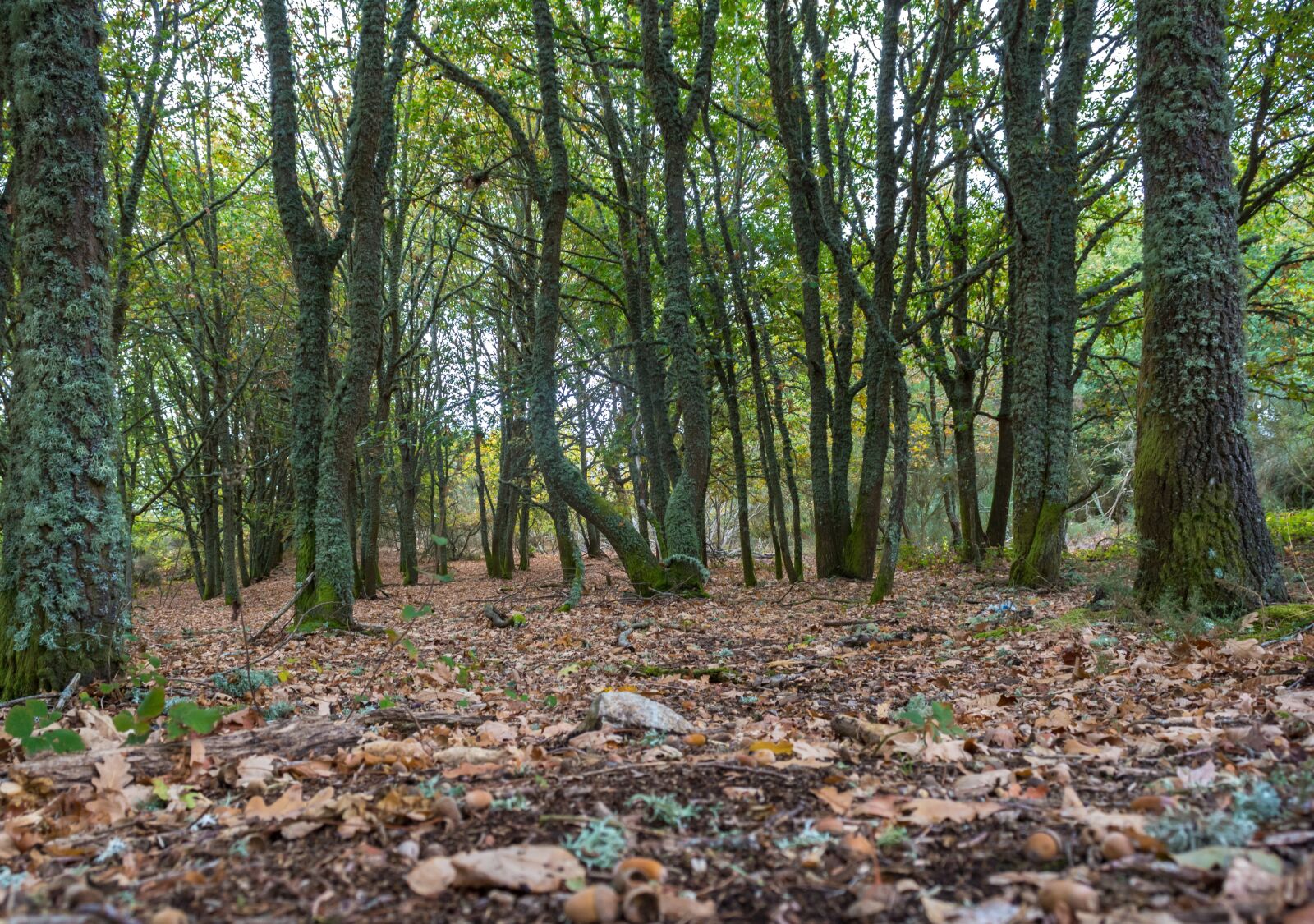 Nikon D7100 sample photo. Wood, nature, environment photography